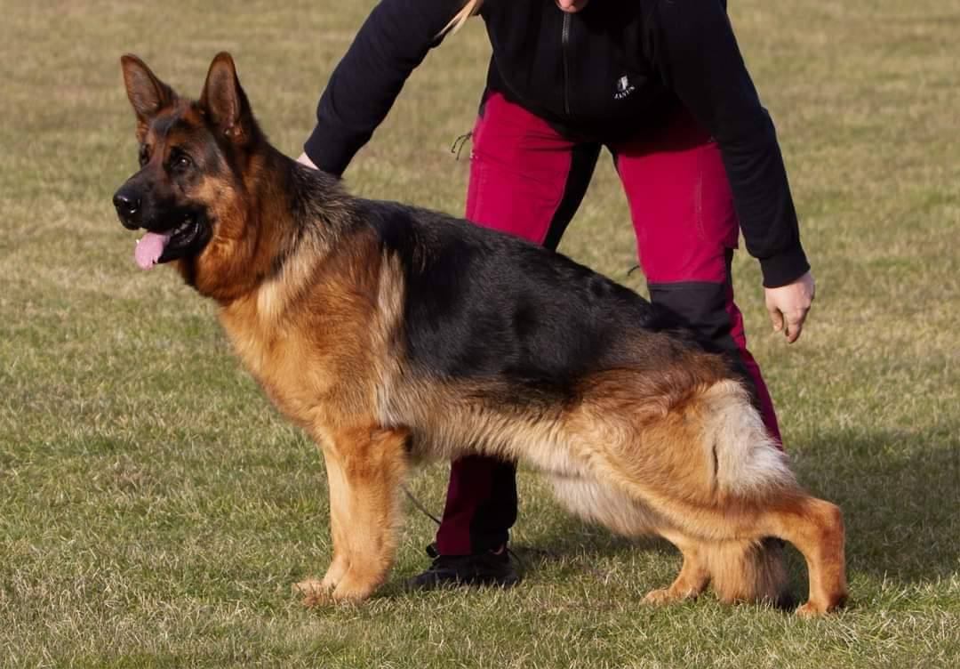 Rallarbo's Giggs Rallarbo's Giggs