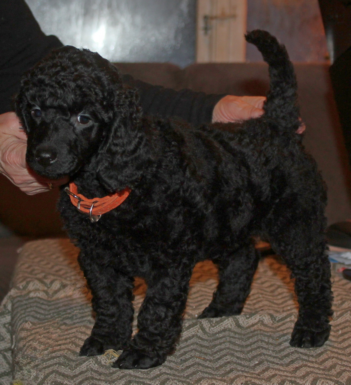 A........ DREAM IN COLOURS (oransje halsbånd)