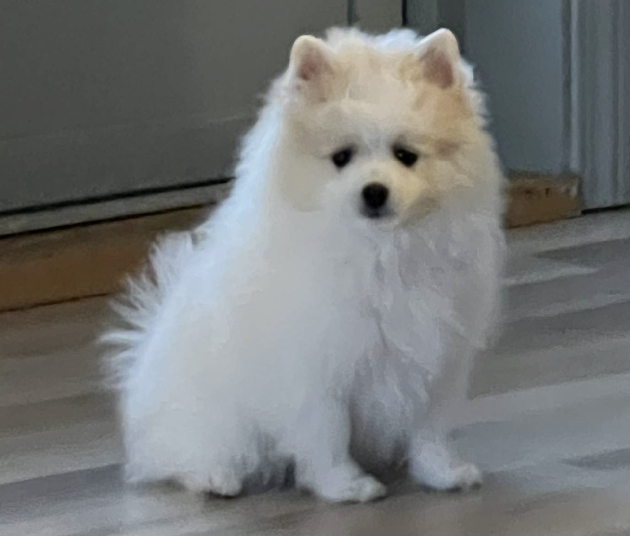 Venjan’s We Will Rock you Venjan’s We Will Rock you