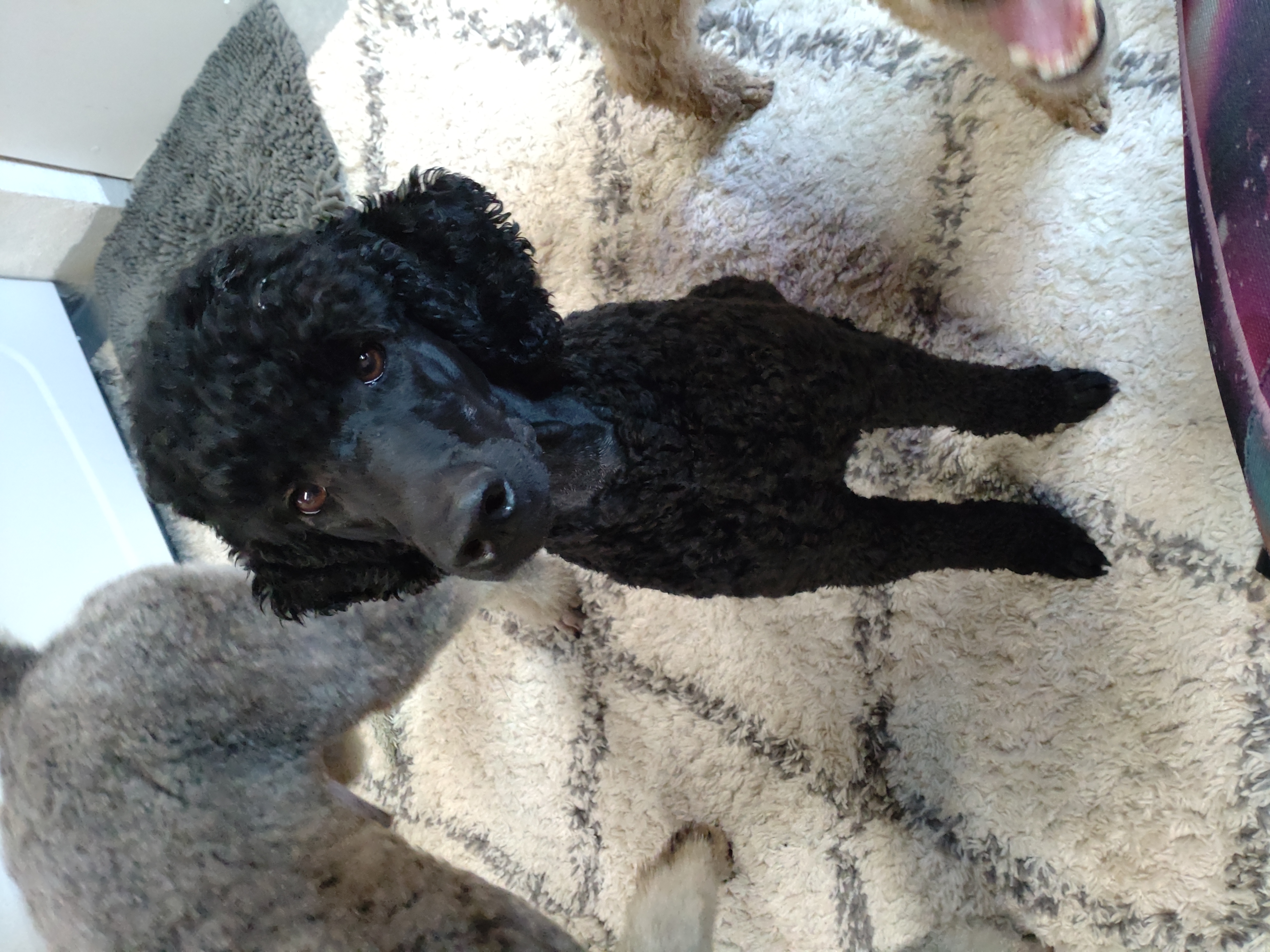 BjørnePias Dazzling Dahlia BjørnePias Dazzling Dahlia