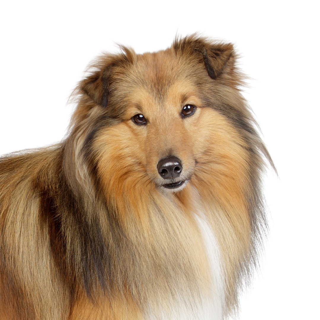Shetland sheepdog Shetland sheepdog