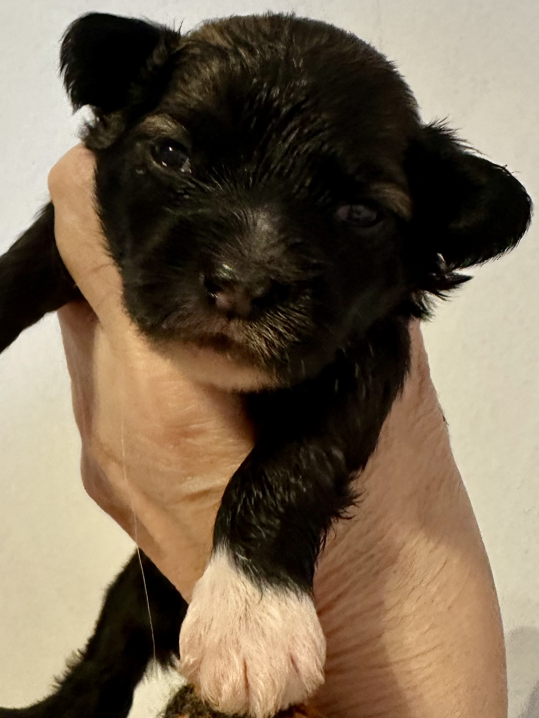 Mørk tispe m/hvite sokker Mørk tispe m/hvite sokker