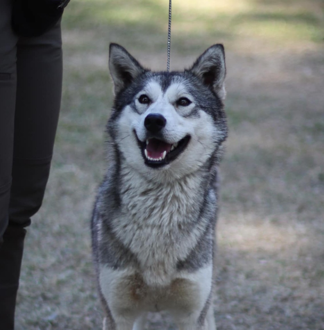 Icesmile's Chena Icesmile's Chena