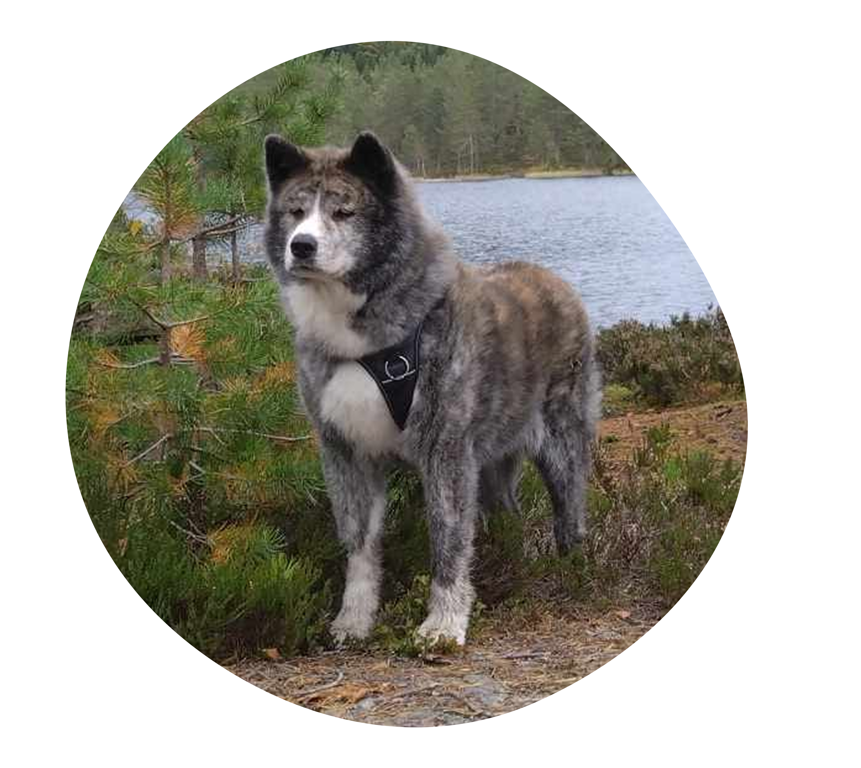 Besøk Kennel Linekjørven!