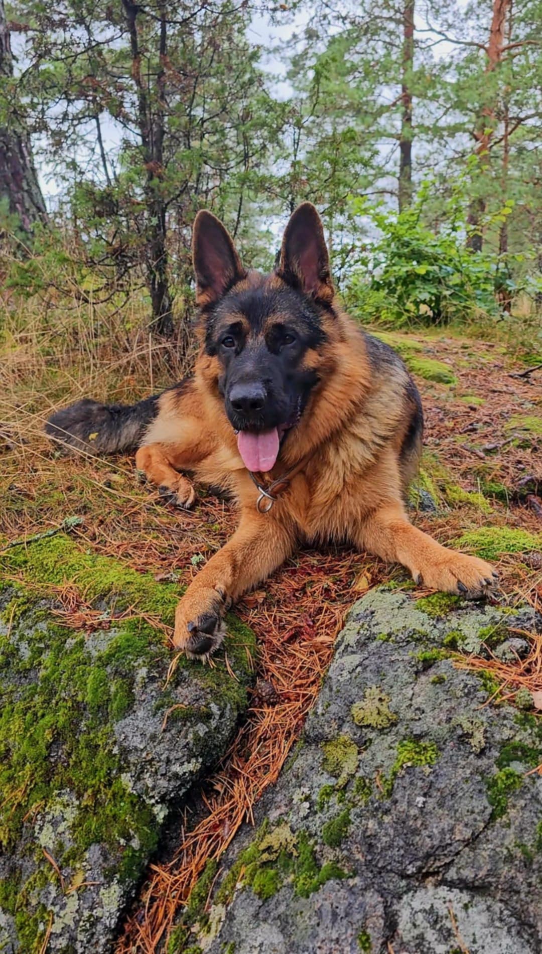 Bukkesti D kull Bukkesti D kull