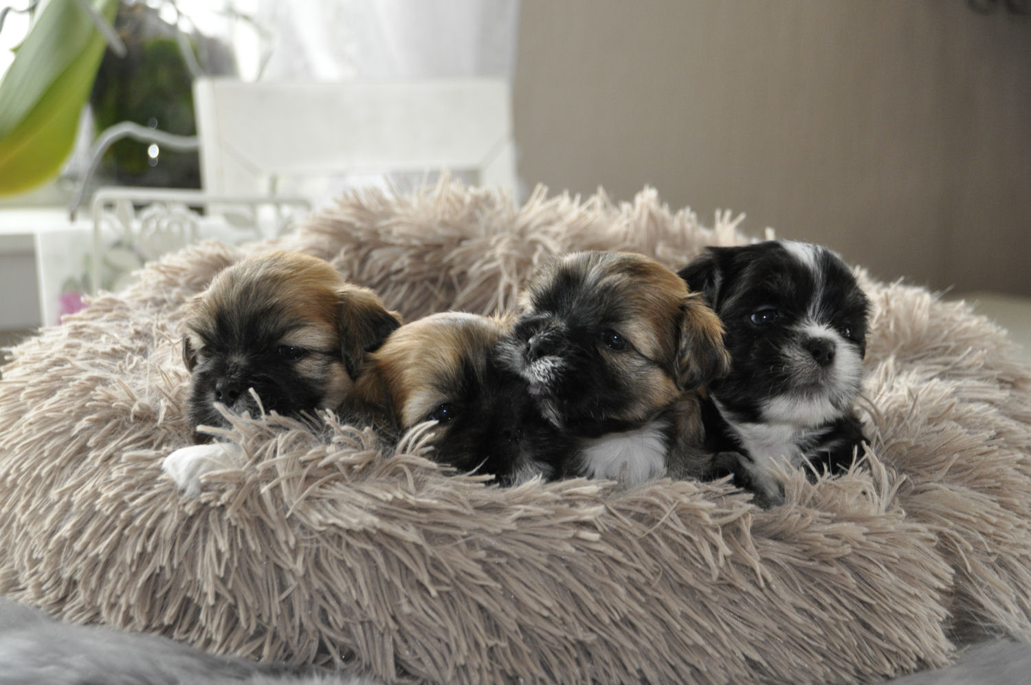 Timian og Tina Timian og Tina