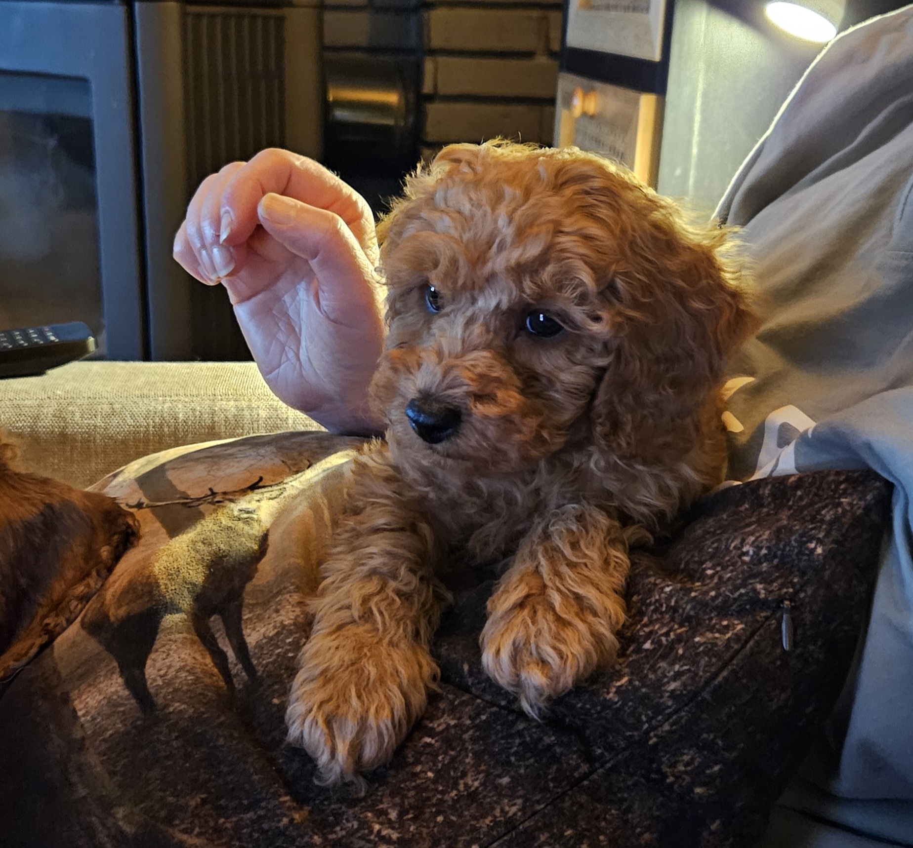 Auforiaufora Auforiaufora