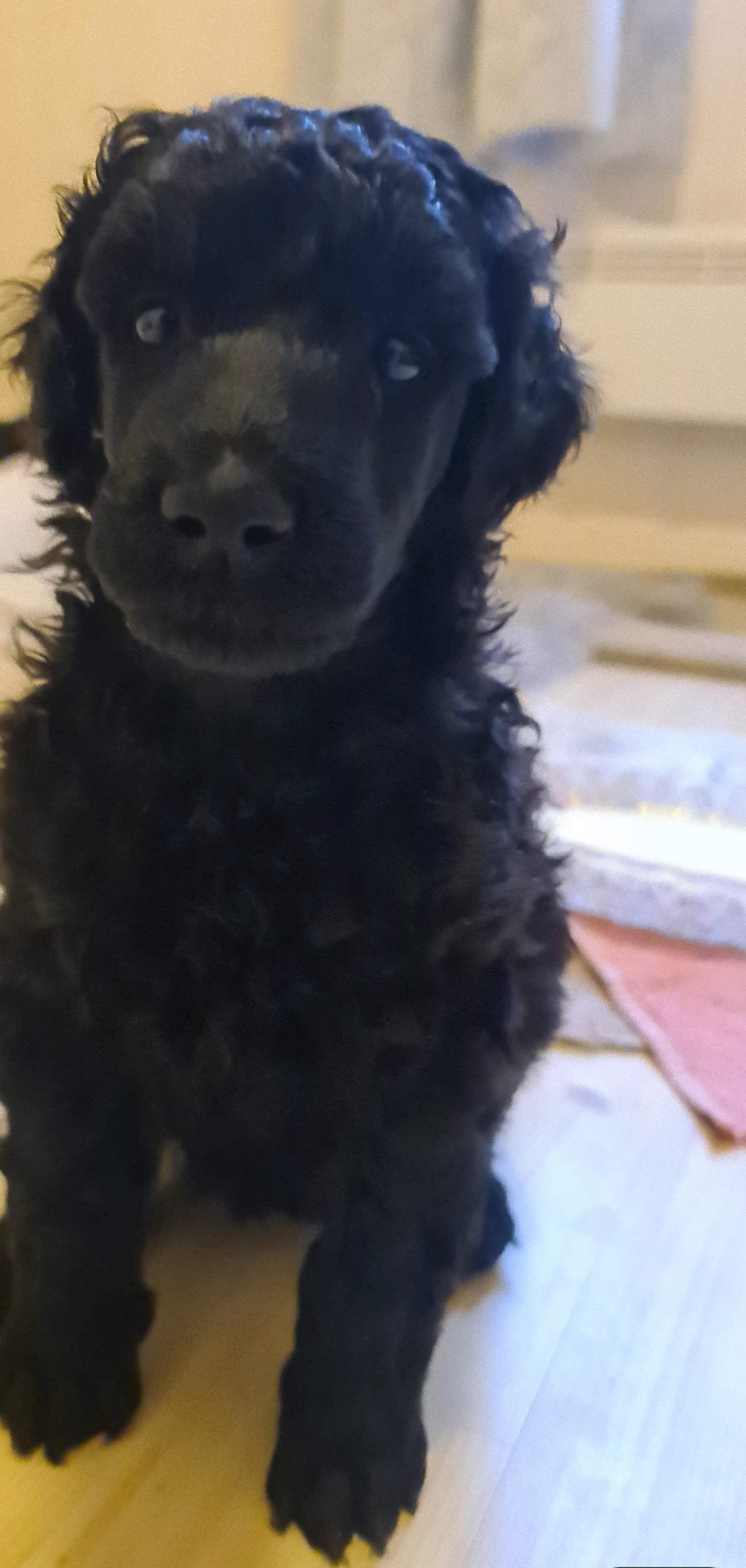 Krø'lella Vi'vil's Paljett 