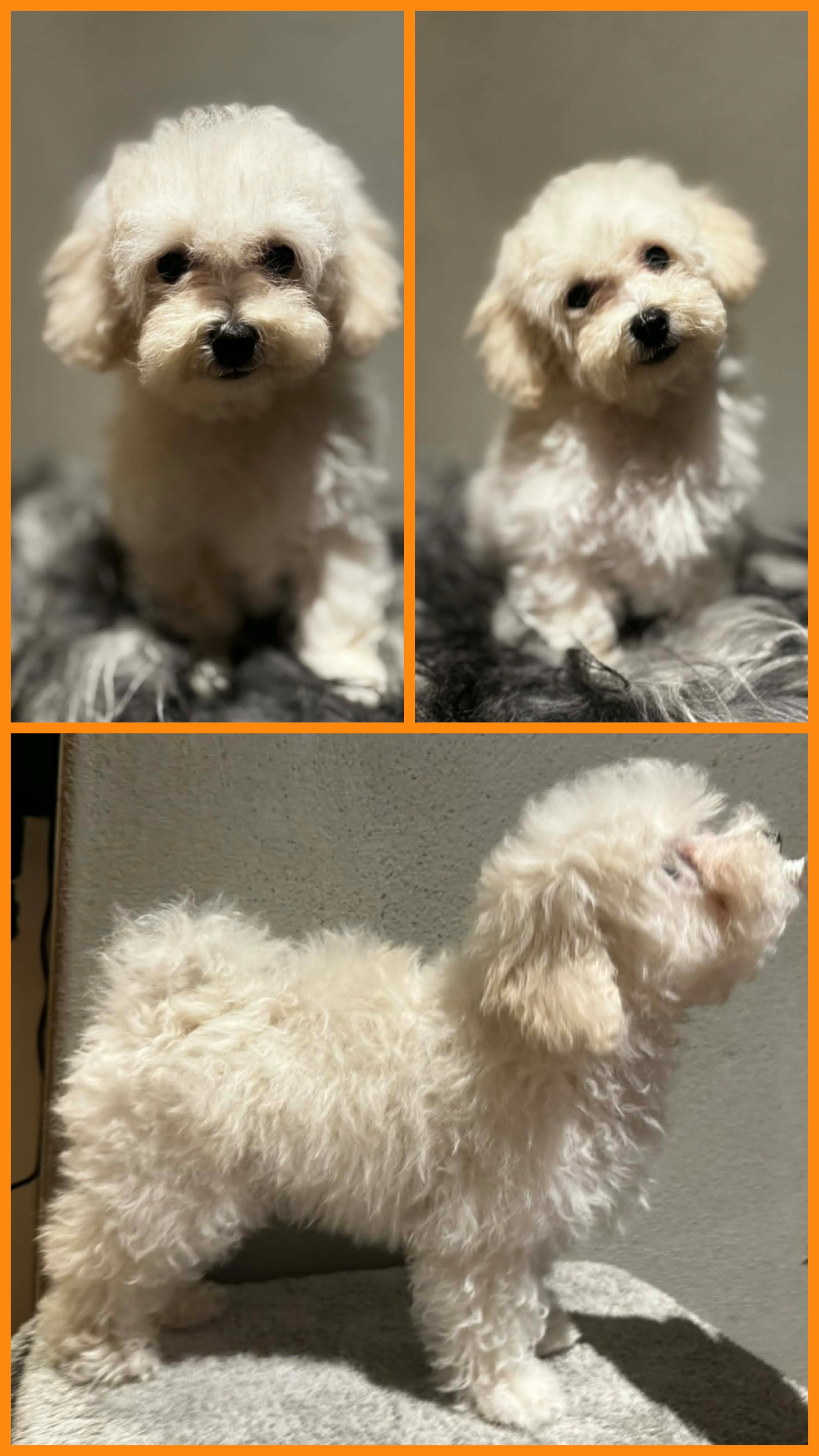 Karoxia Easy Target "Elio"