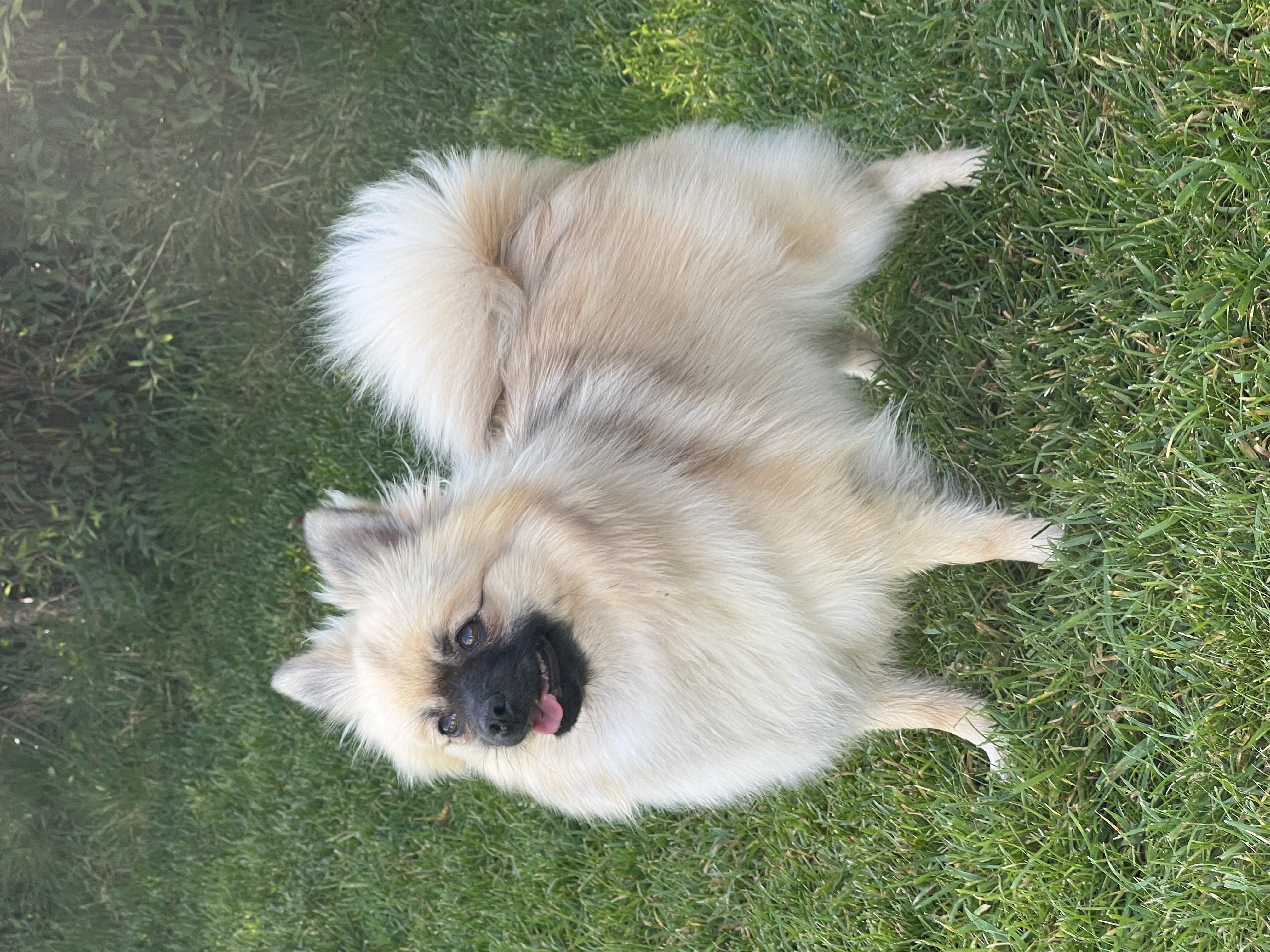 Faggelberget’s Give Me Love Faggelberget’s Give Me Love