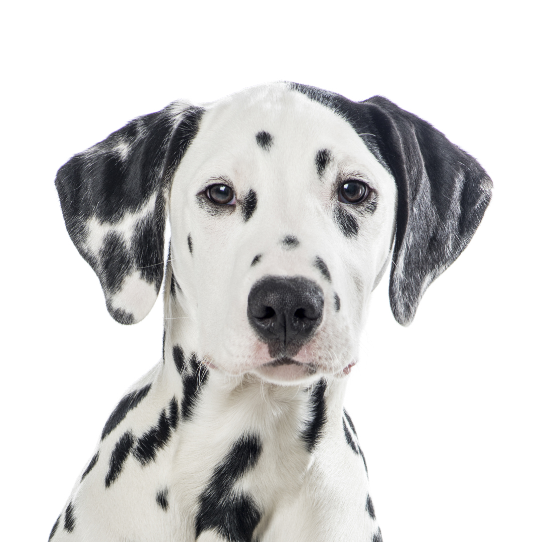 Dalmatiner Dalmatiner