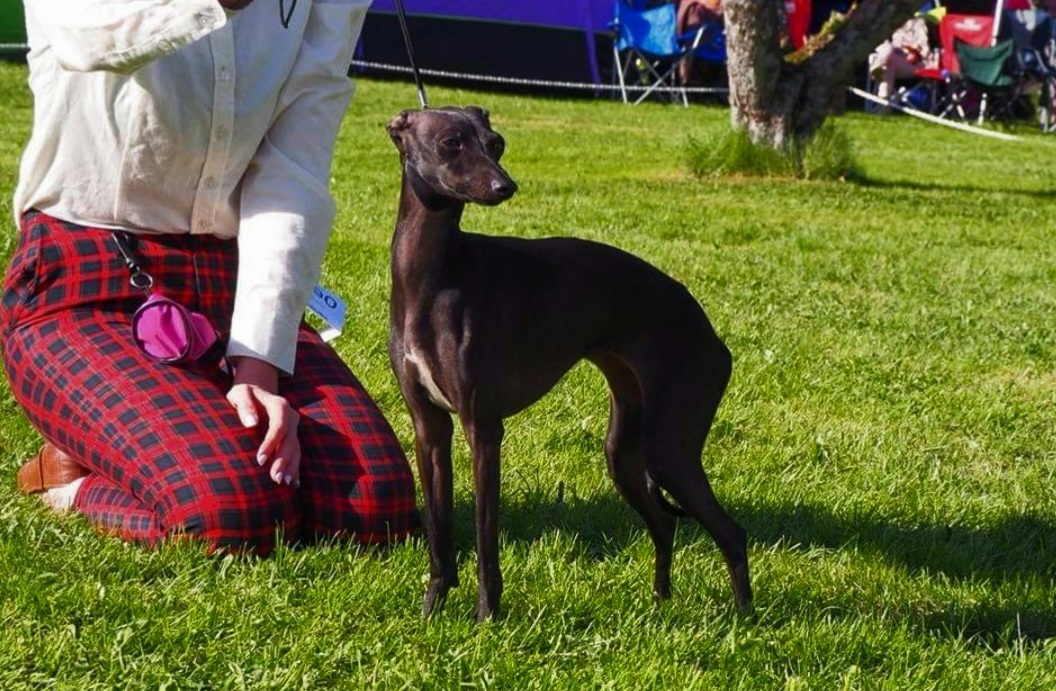 Bonpi's Marquess Of Pembroke Bonpi's Marquess Of Pembroke
