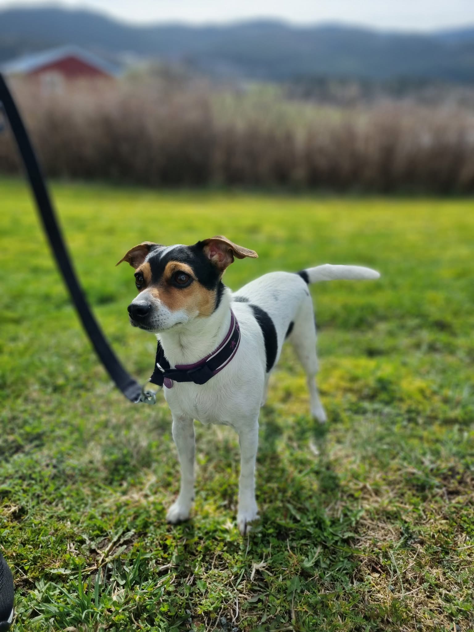 Lille-Eng Gårds D-kull