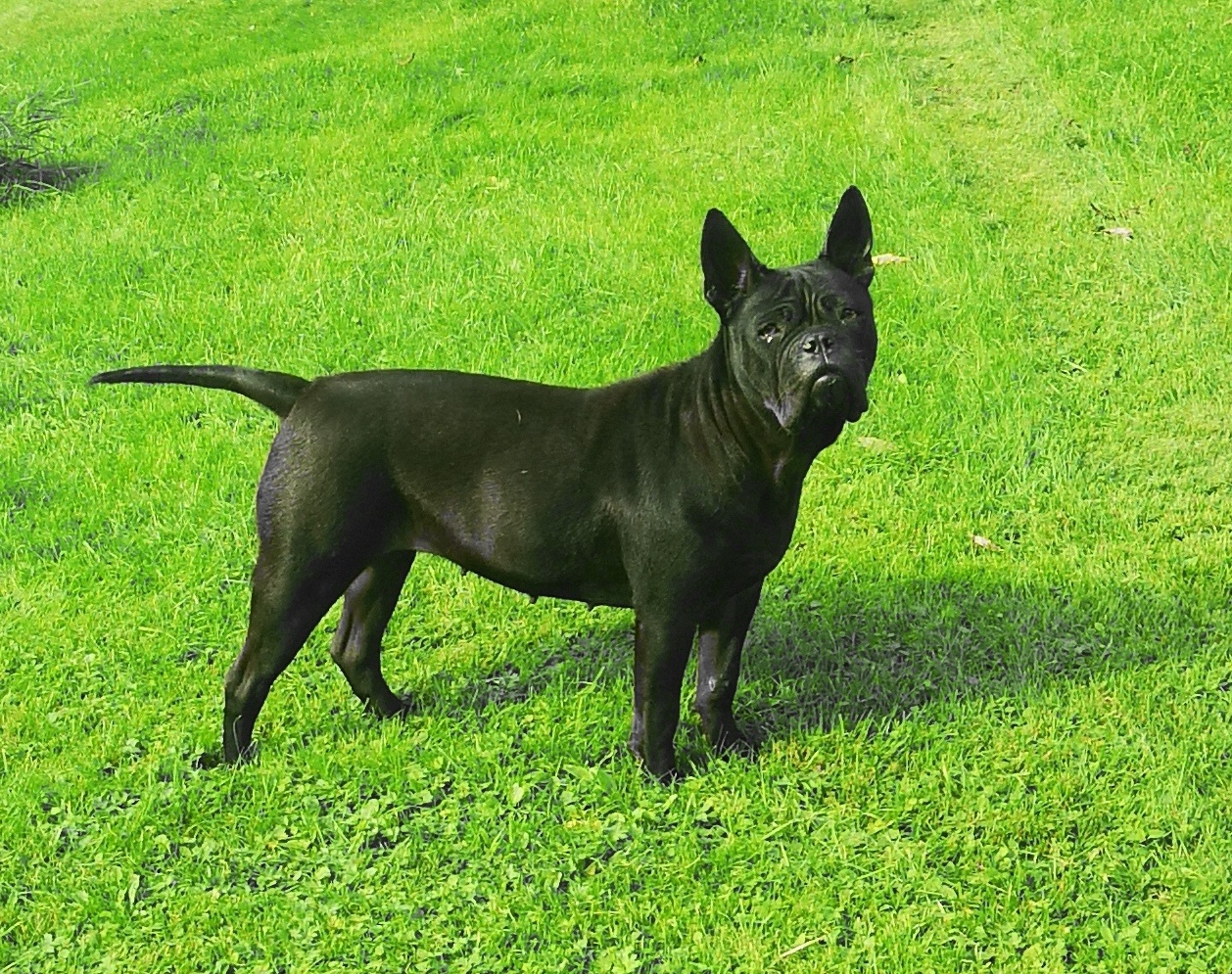 Mi Hua Tang S-Daiyu Mi Hua Tang S-Daiyu