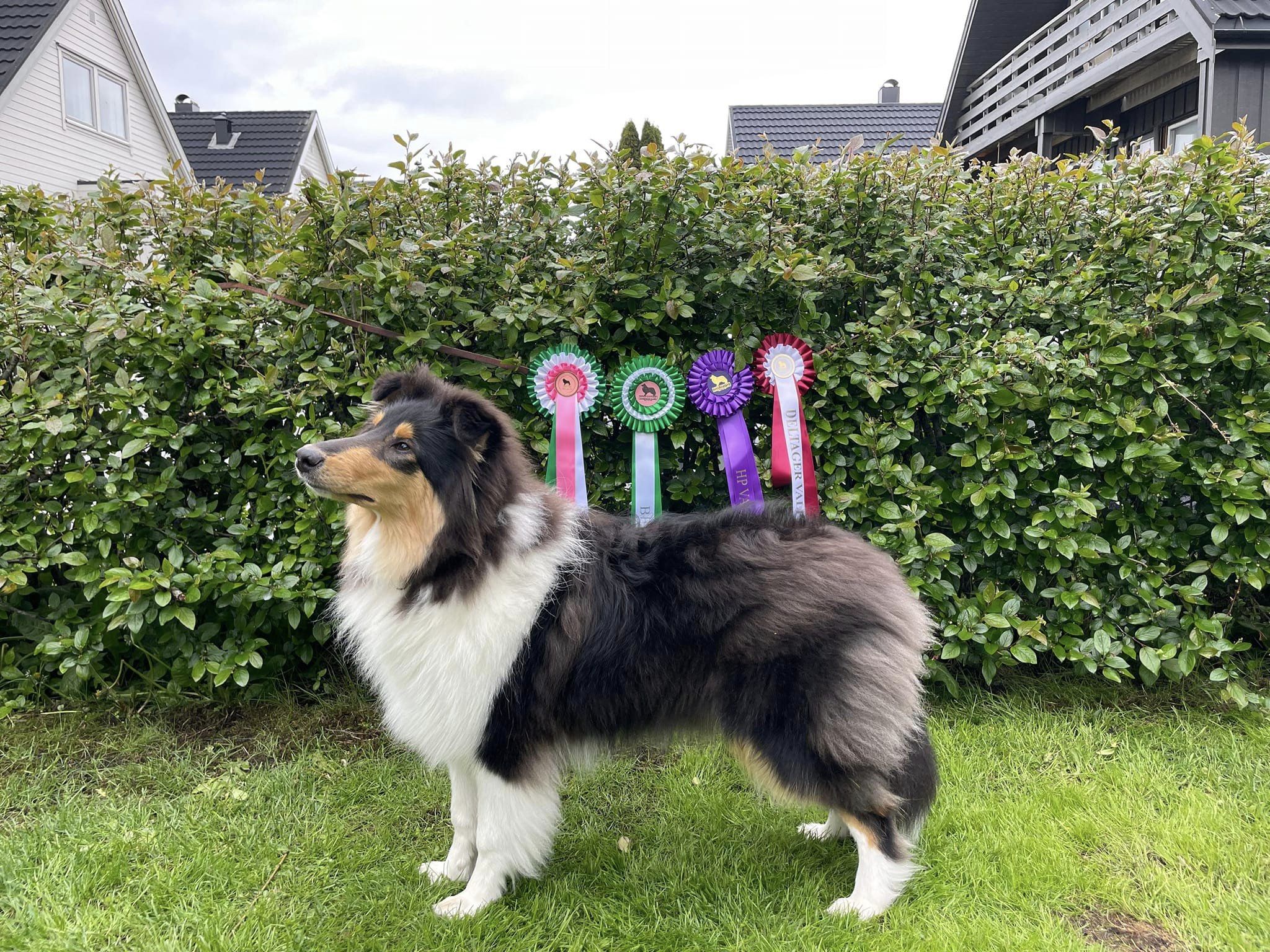 Kidevias Classique Diamant Kidevias Classique Diamant