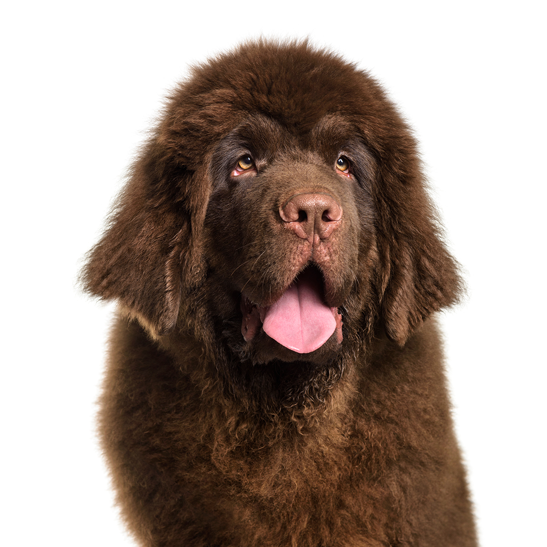 Newfoundlandshund Newfoundlandshund