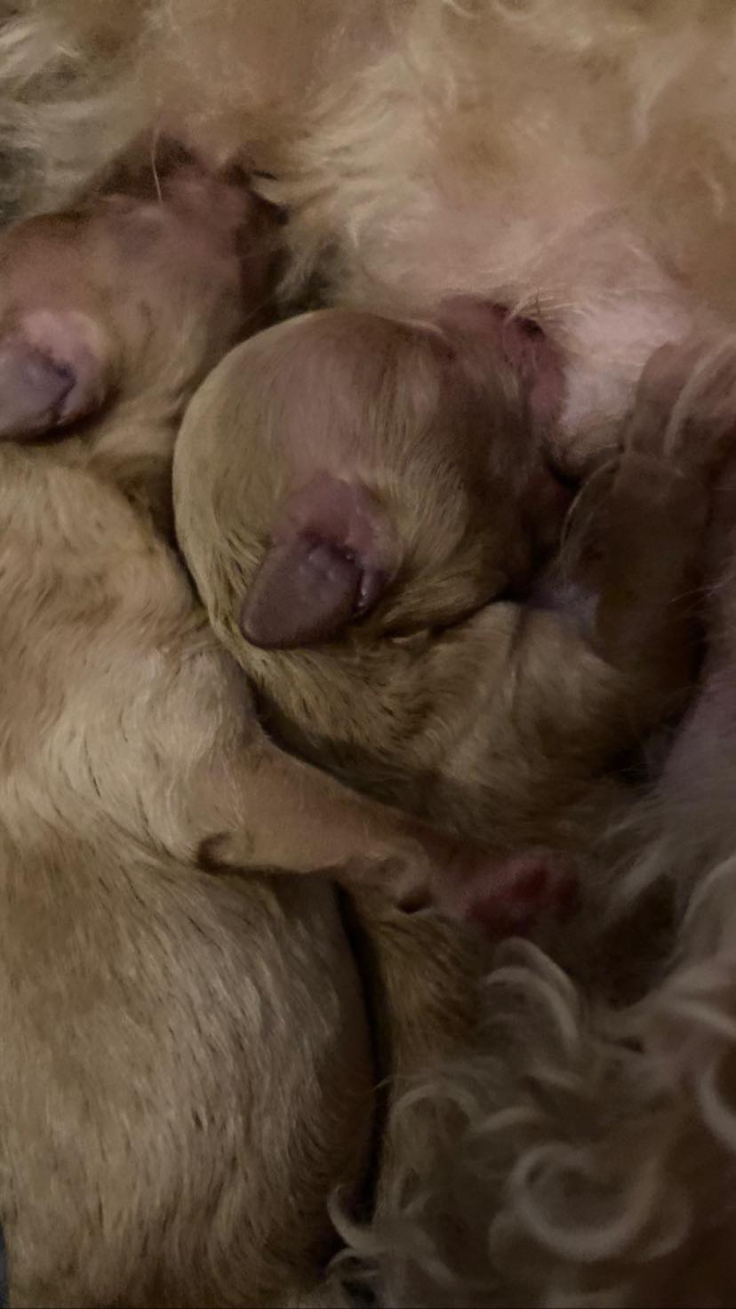 Stutteri Lundgreen Stutteri Lundgreen