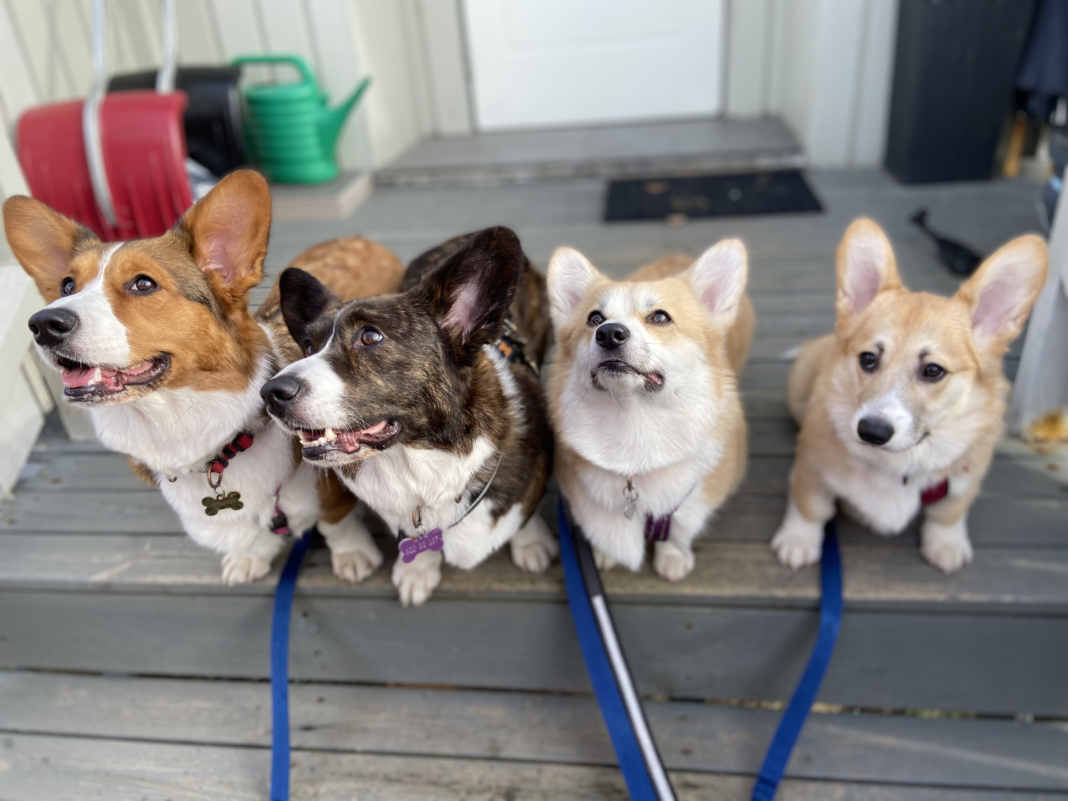 Celine Kirkenær Celine Kirkenær