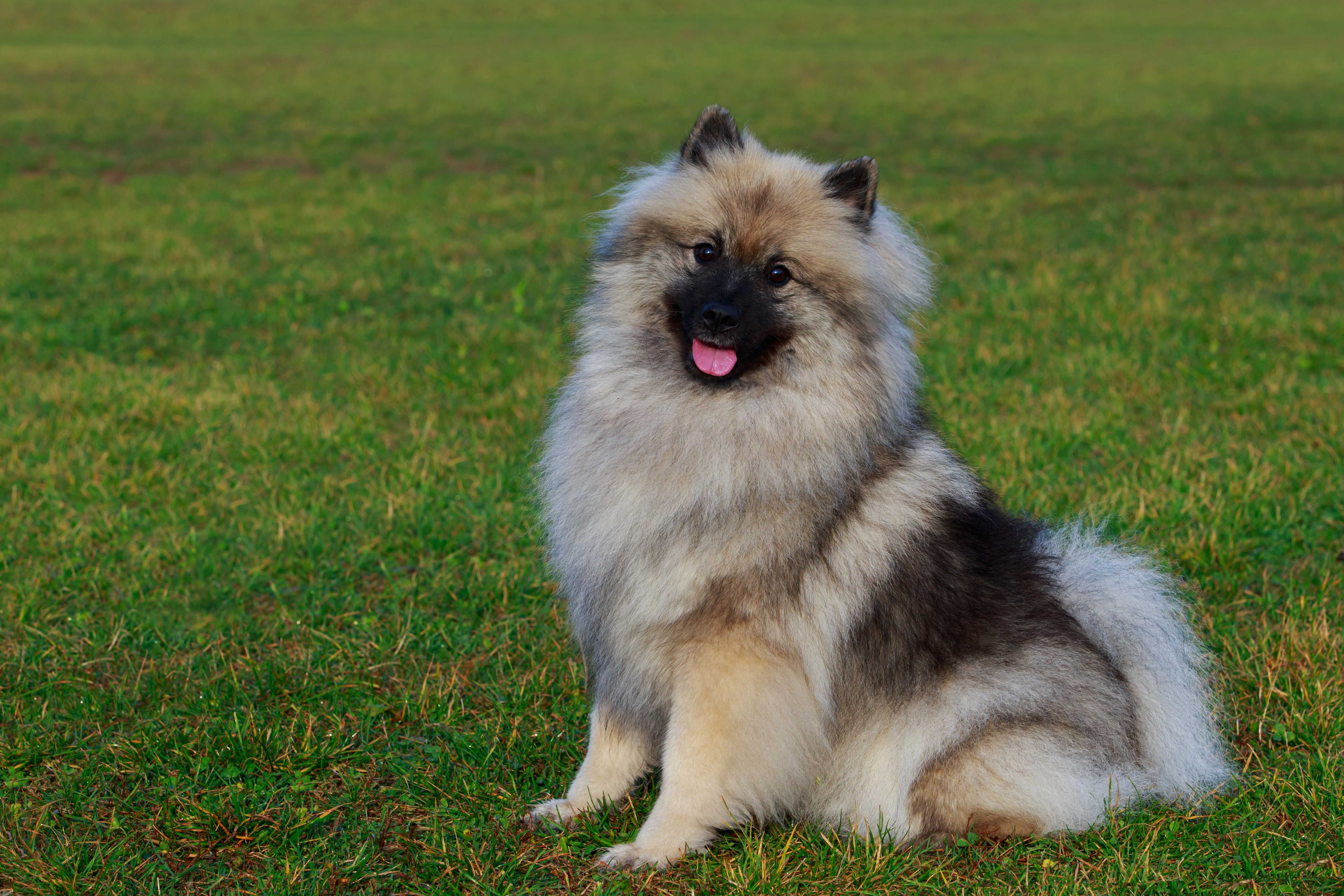 Keeshond Keeshond