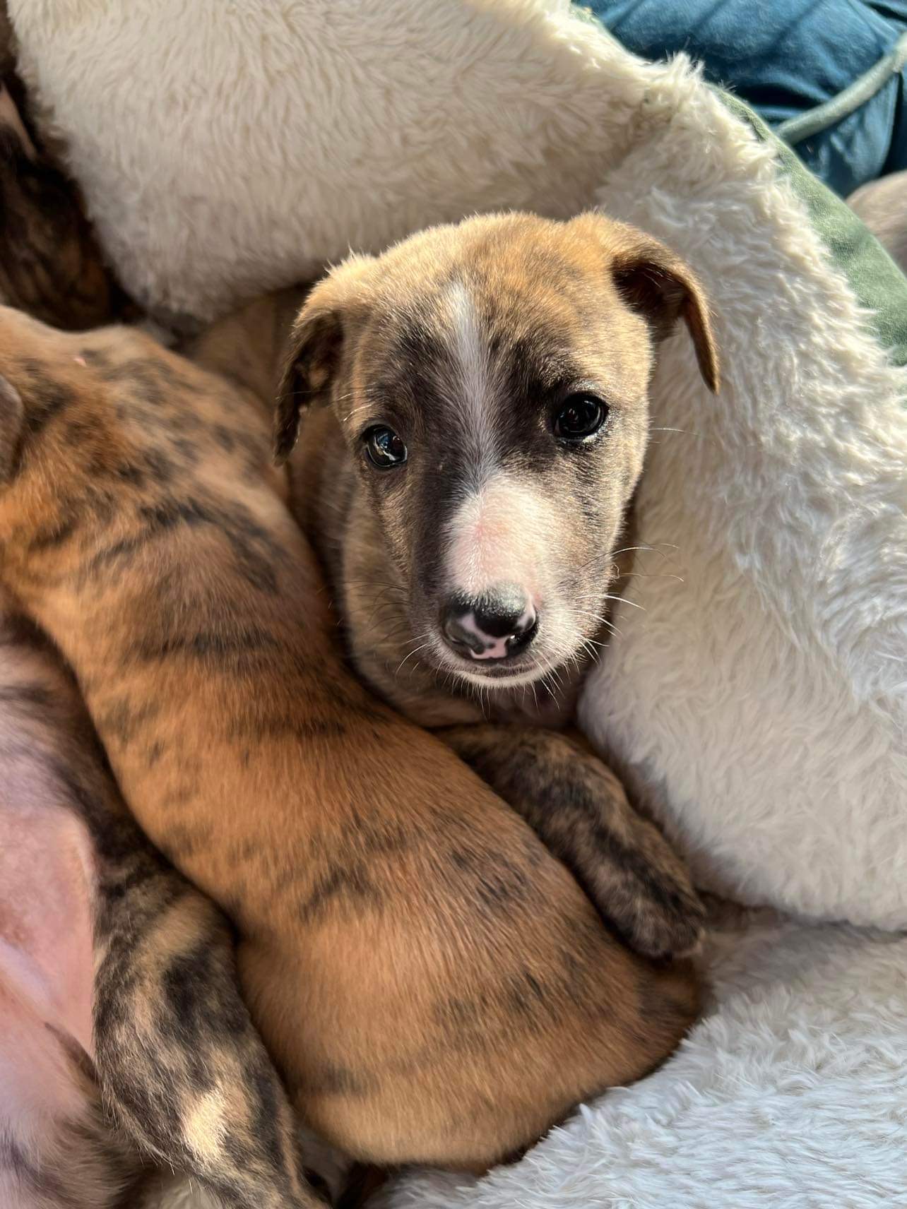 Jealous Avocado Jealous Avocado