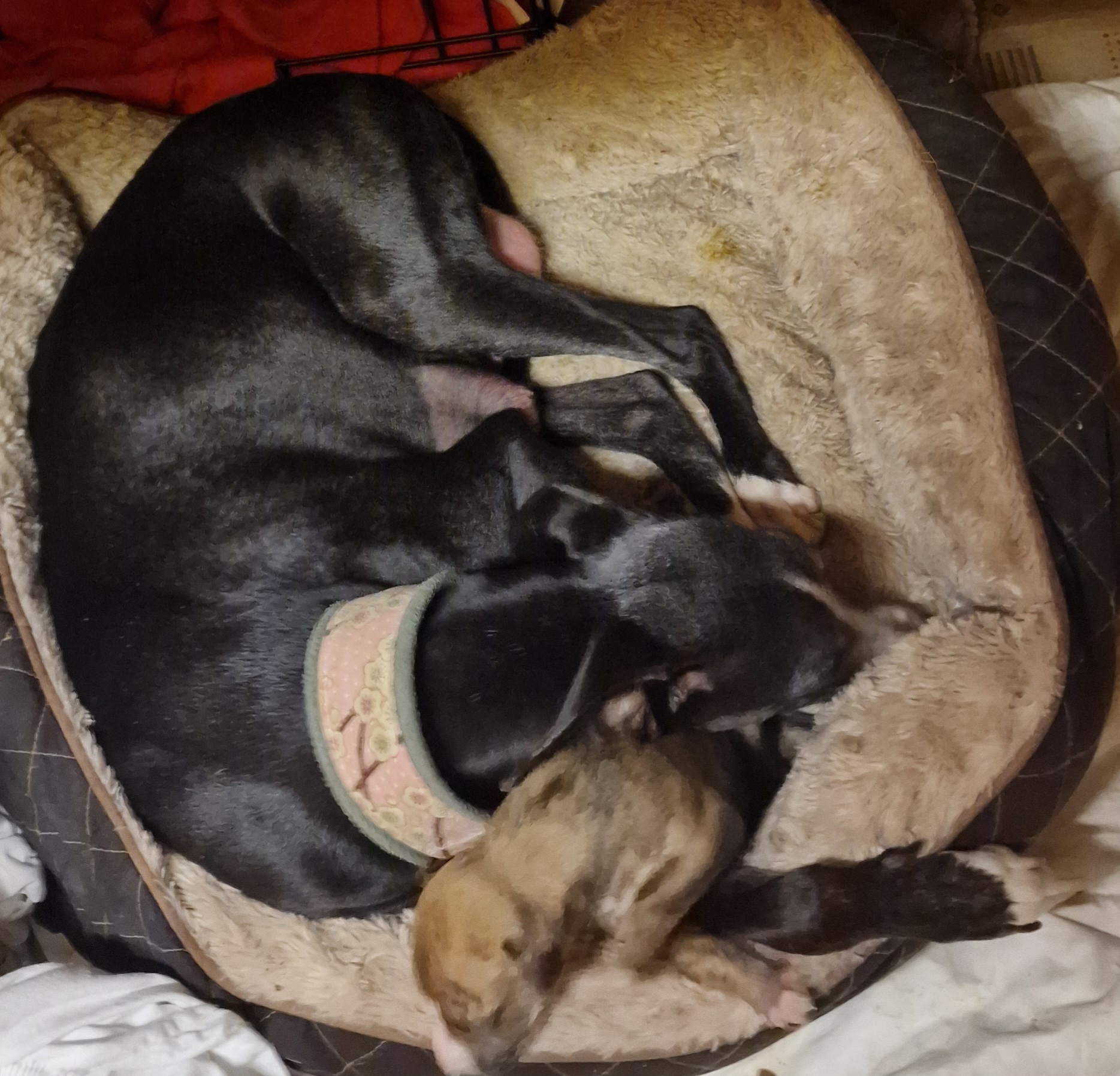 Sightforsoreeyes Anita 1924 Sightforsoreeyes Anita 1924