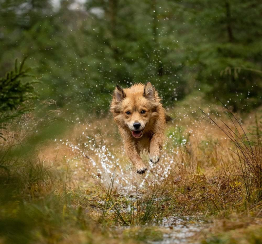 Bli med i vårt hundeglade fellesskap