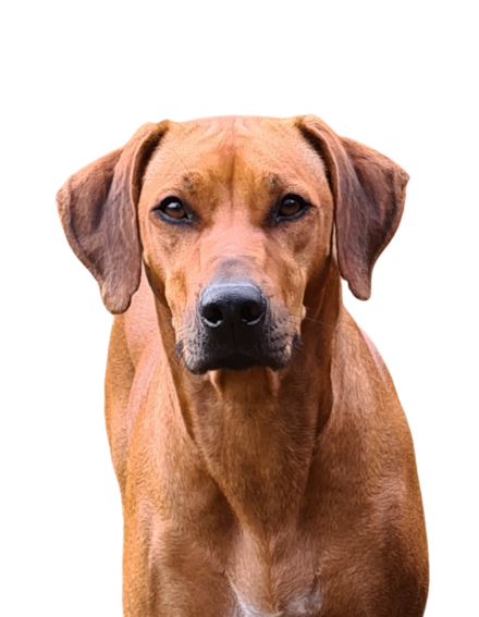 Be My Fantacy of Enchanting Ridge Be My Fantacy of Enchanting Ridge