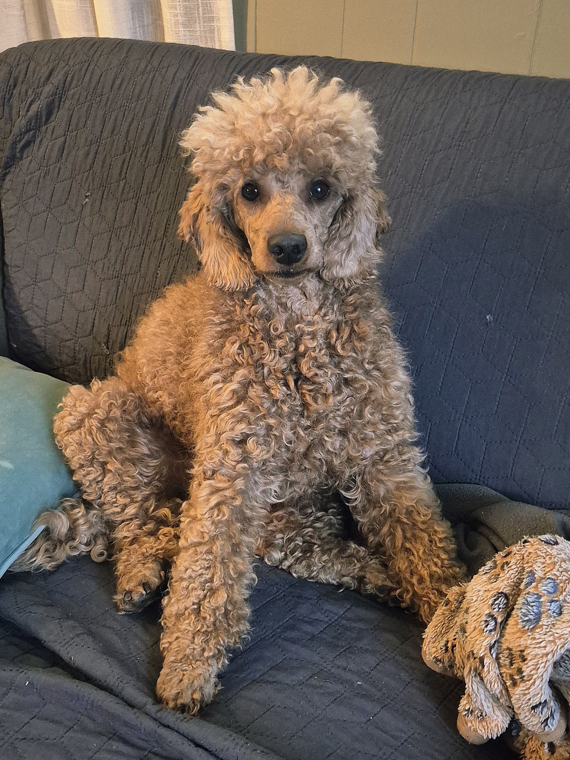 Auforiaufora Auforiaufora