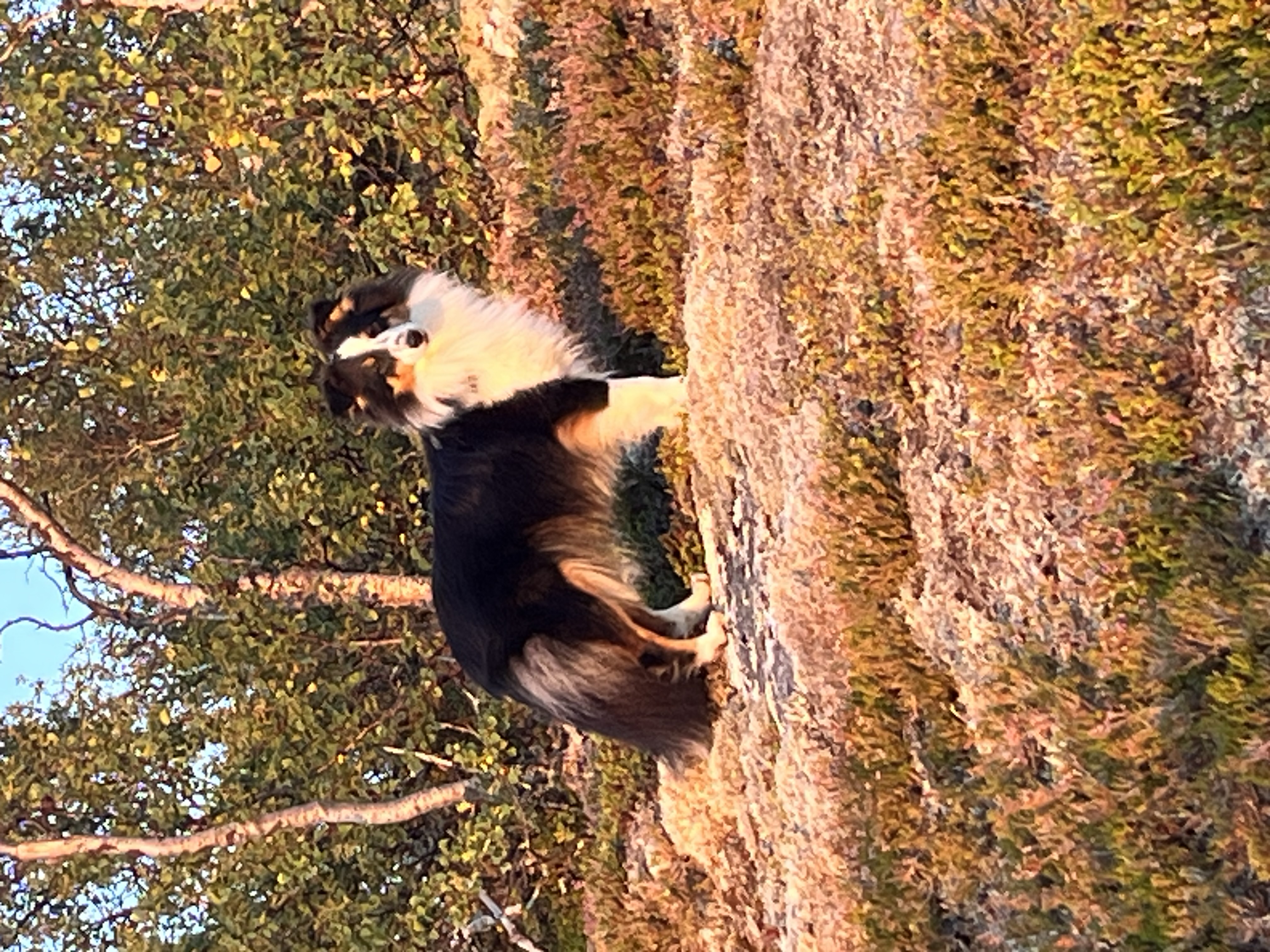 Caravan Winter Caravan Winter