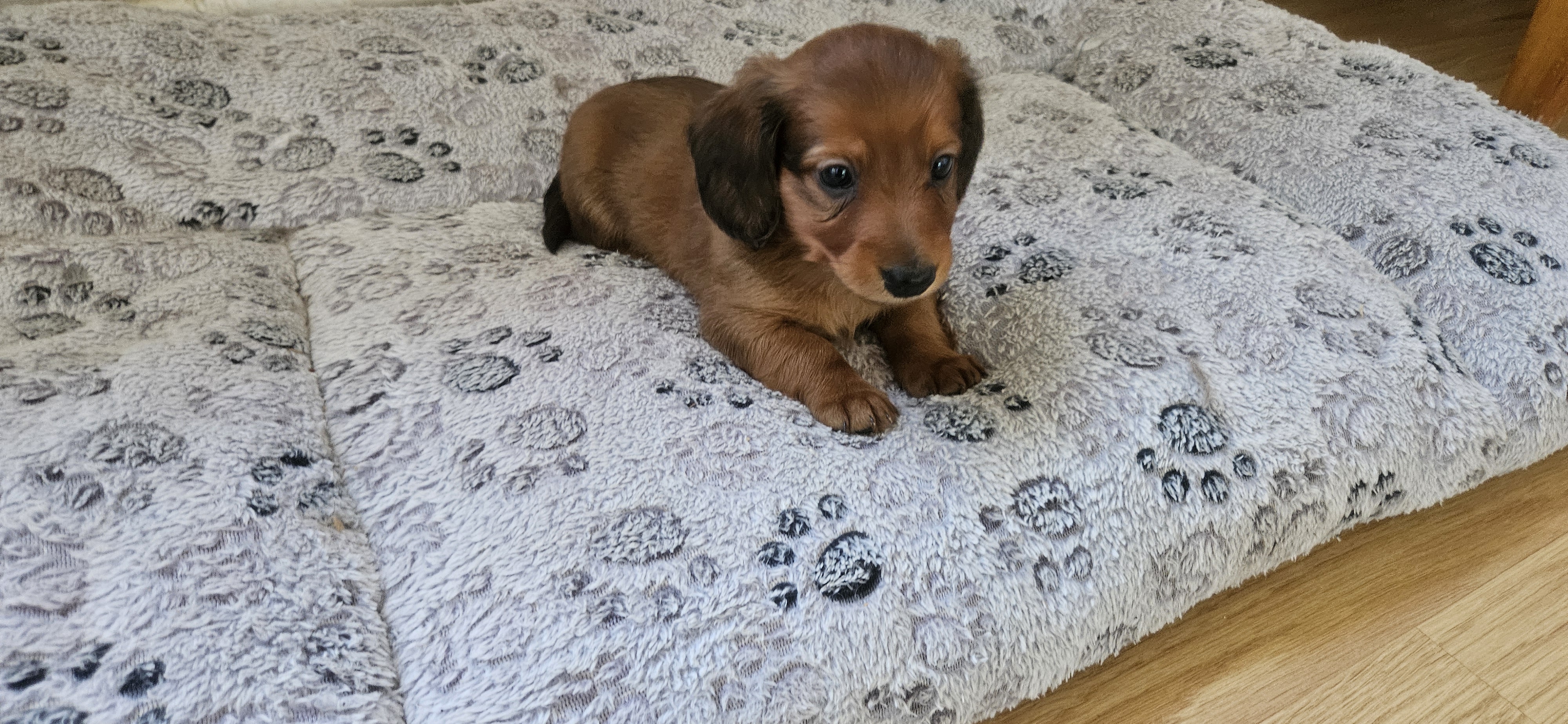 Carina Ottersten Johansson