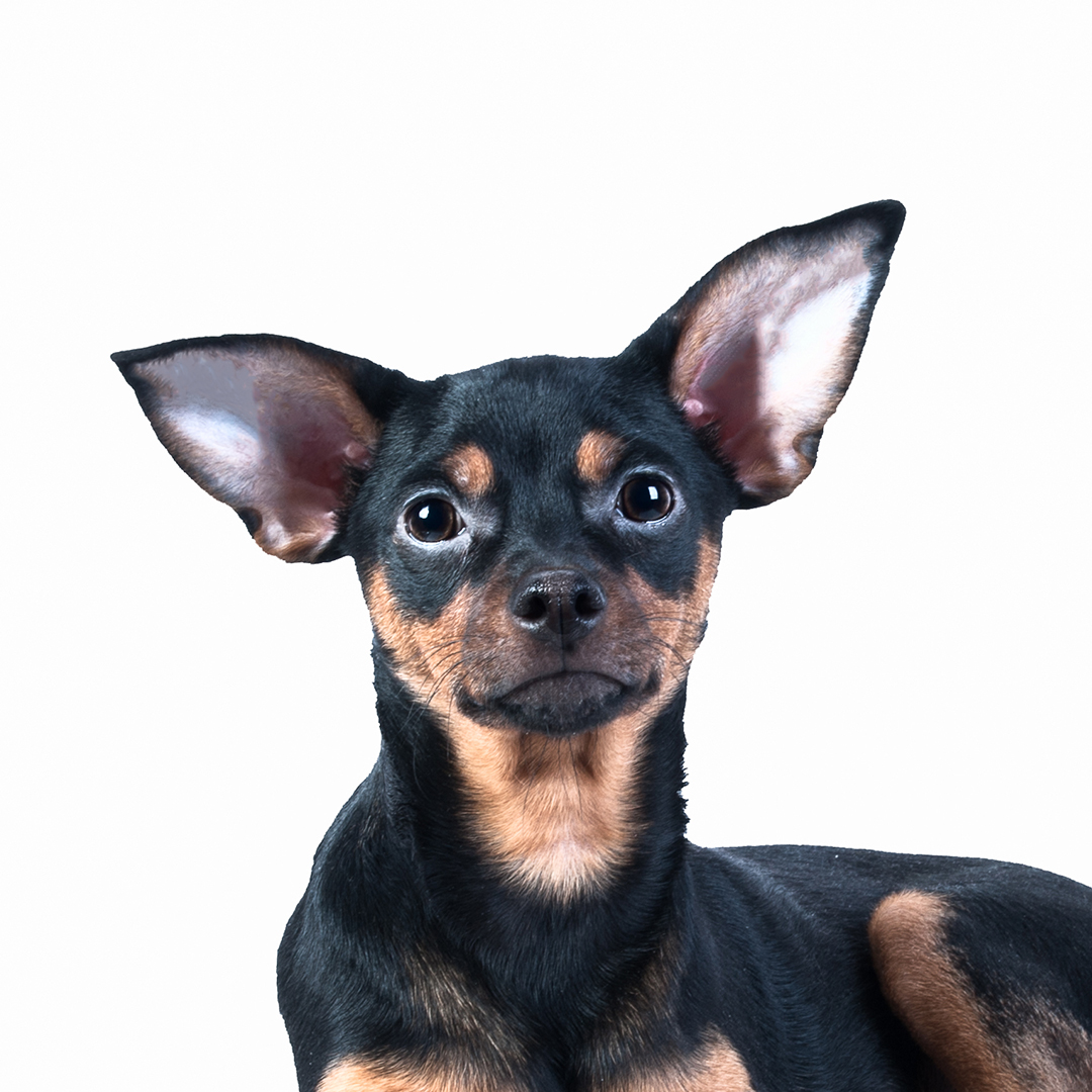 Engelsk toy terrier Engelsk toy terrier