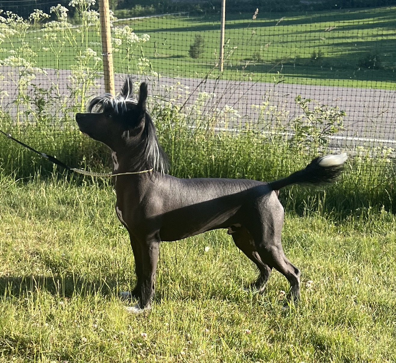 Oliver - Girls Girls Love Hart Guess Who Oliver - Girls Girls Love Hart Guess Who