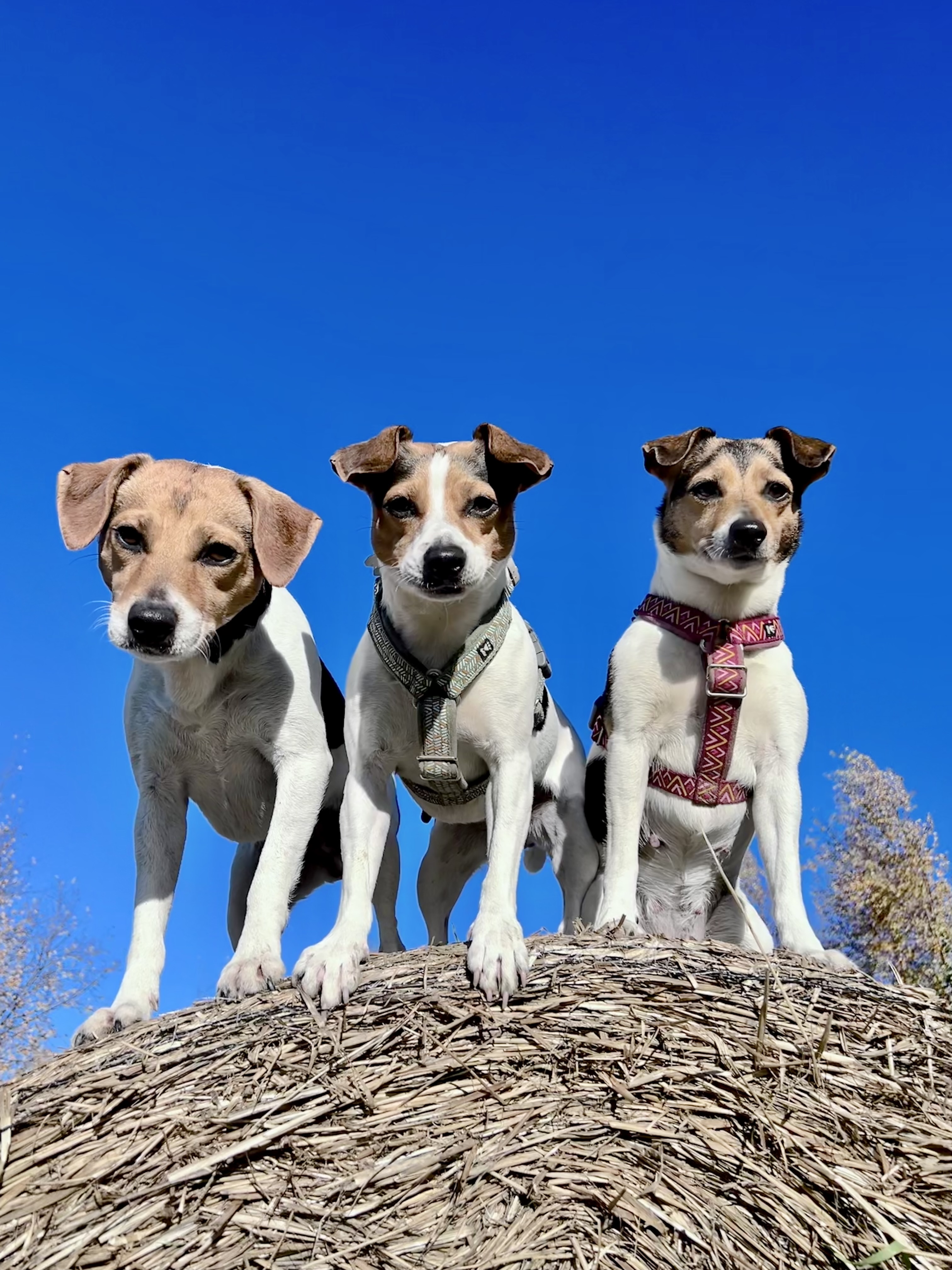 Kennel Snilløre Kennel Snilløre