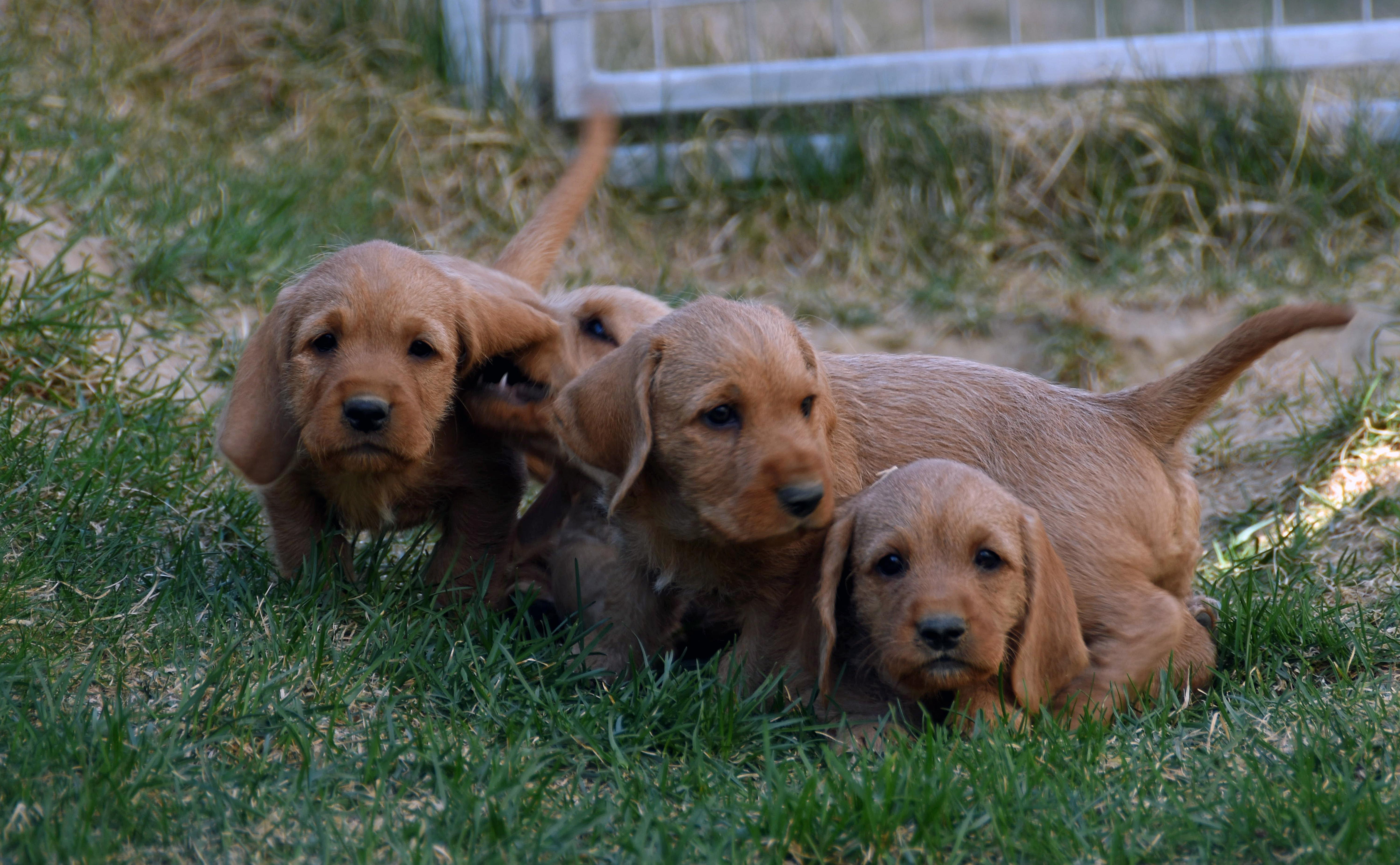 Falkenskiold Falkenskiold