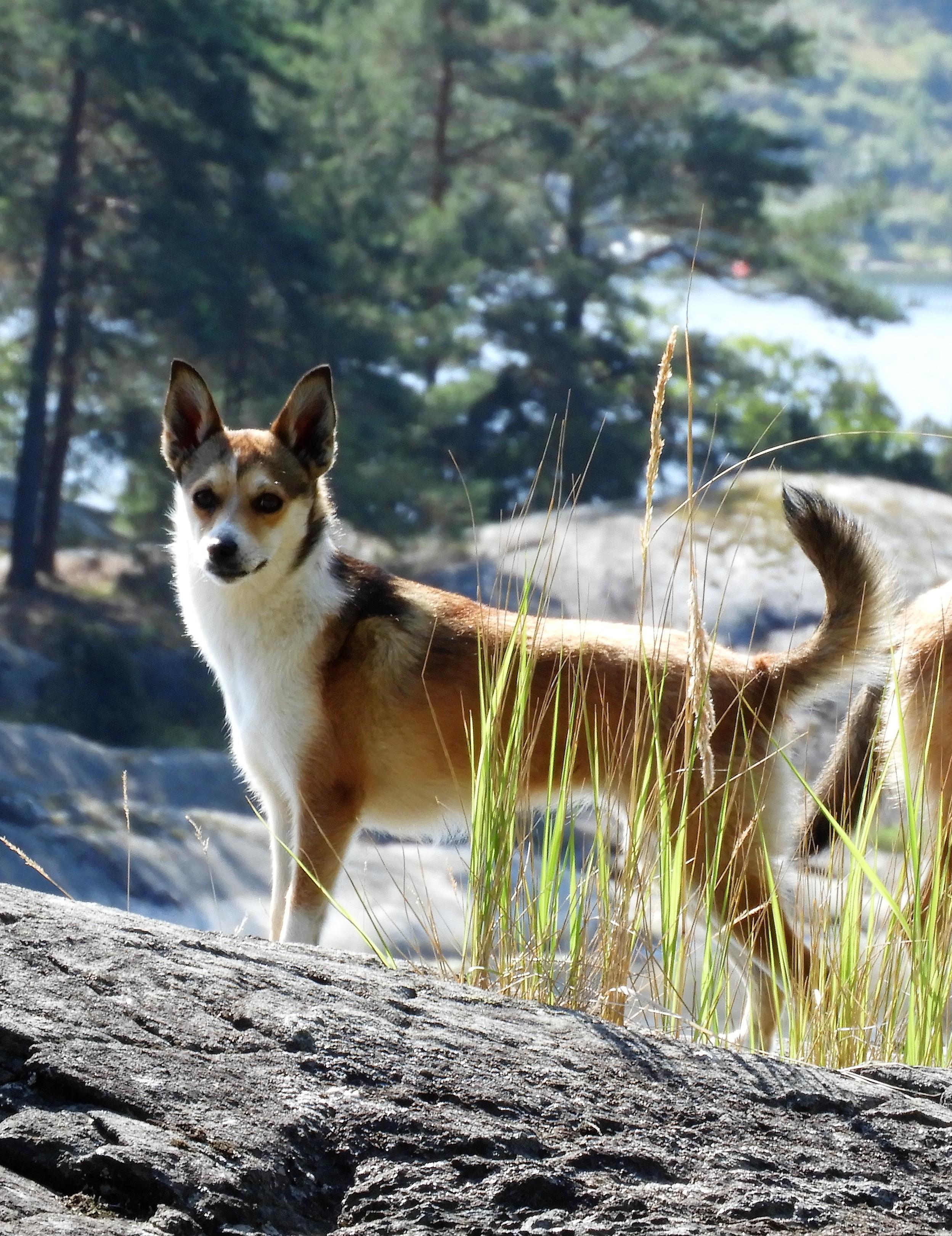 Dynamic image Dynamic image