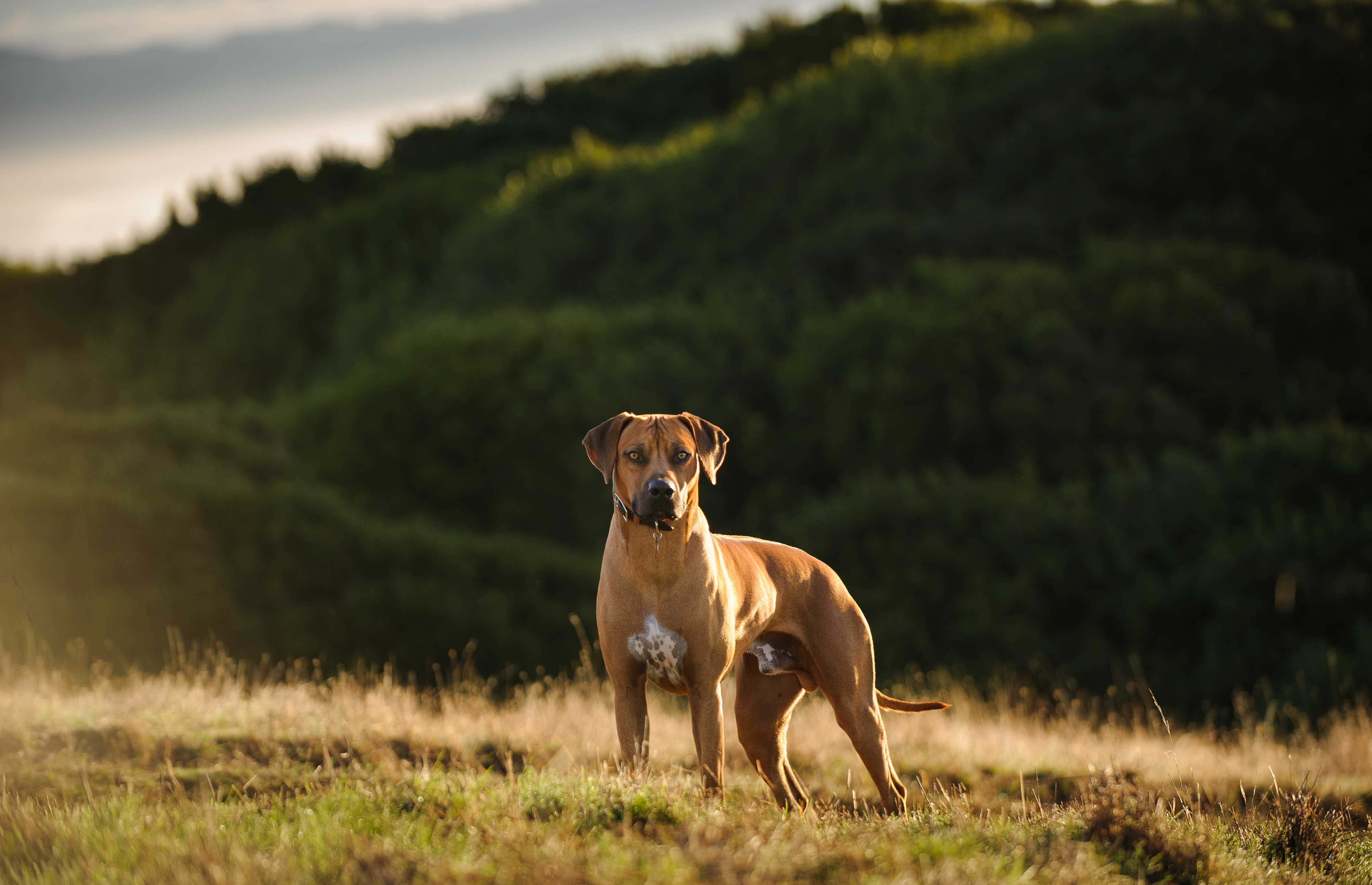 Rhodesian ridgeback Rhodesian ridgeback