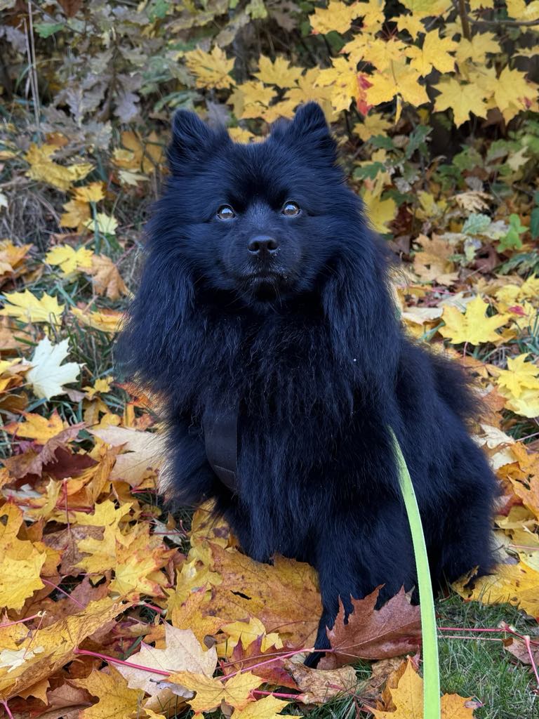 Mittelstars mr freddy