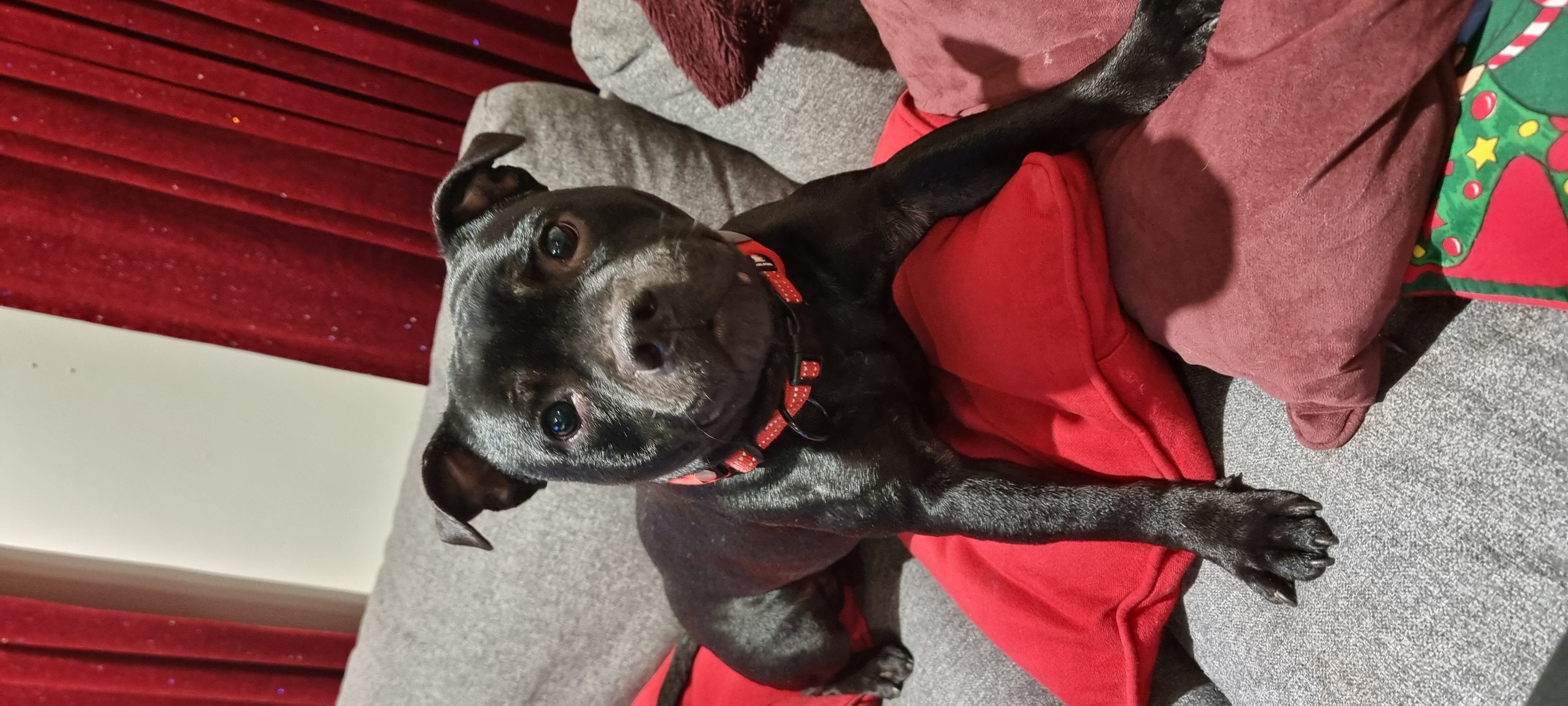 Firelove Xantara King Artstaff 