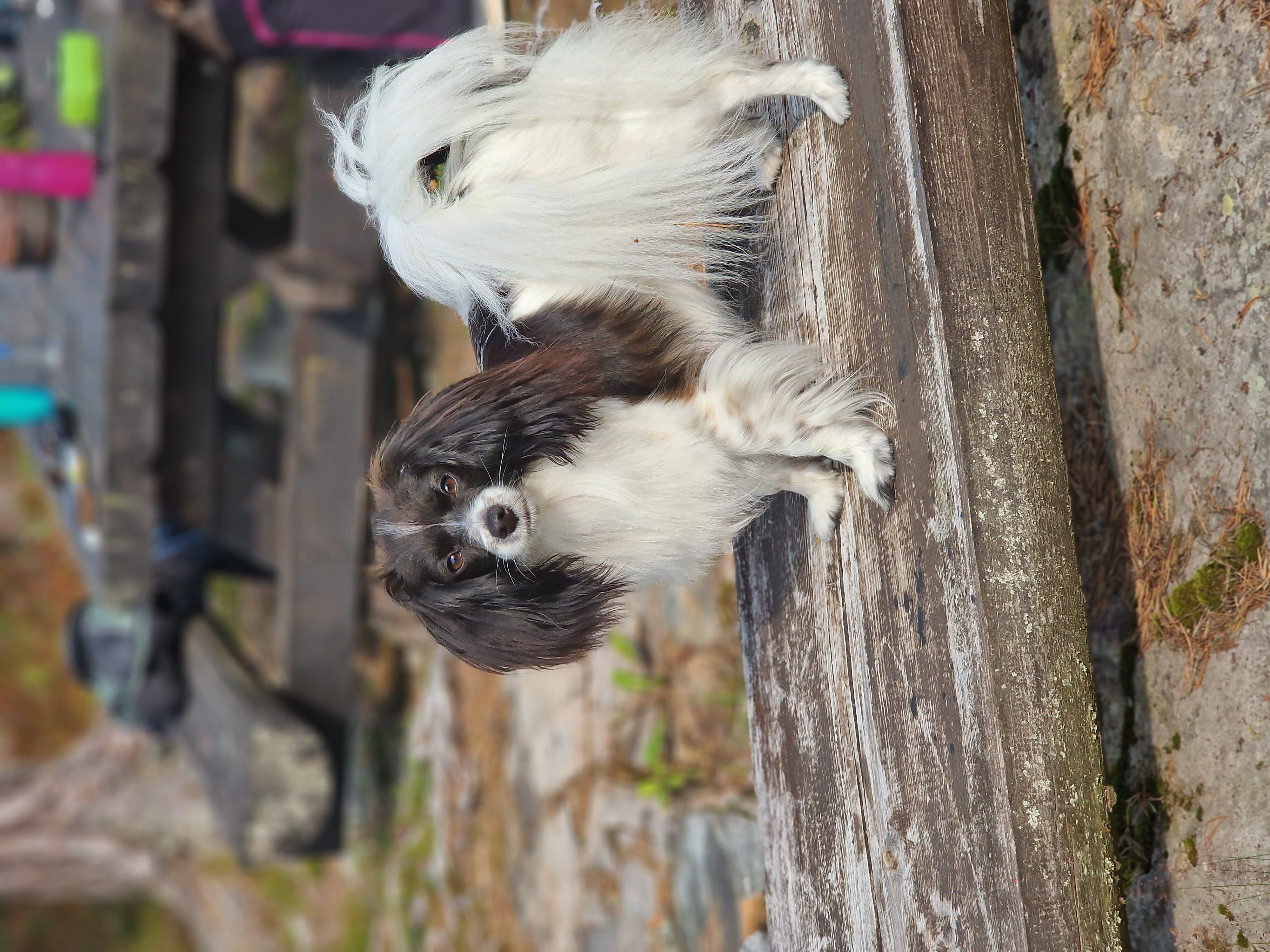 Familien Thykjær Everest Familien Thykjær Everest