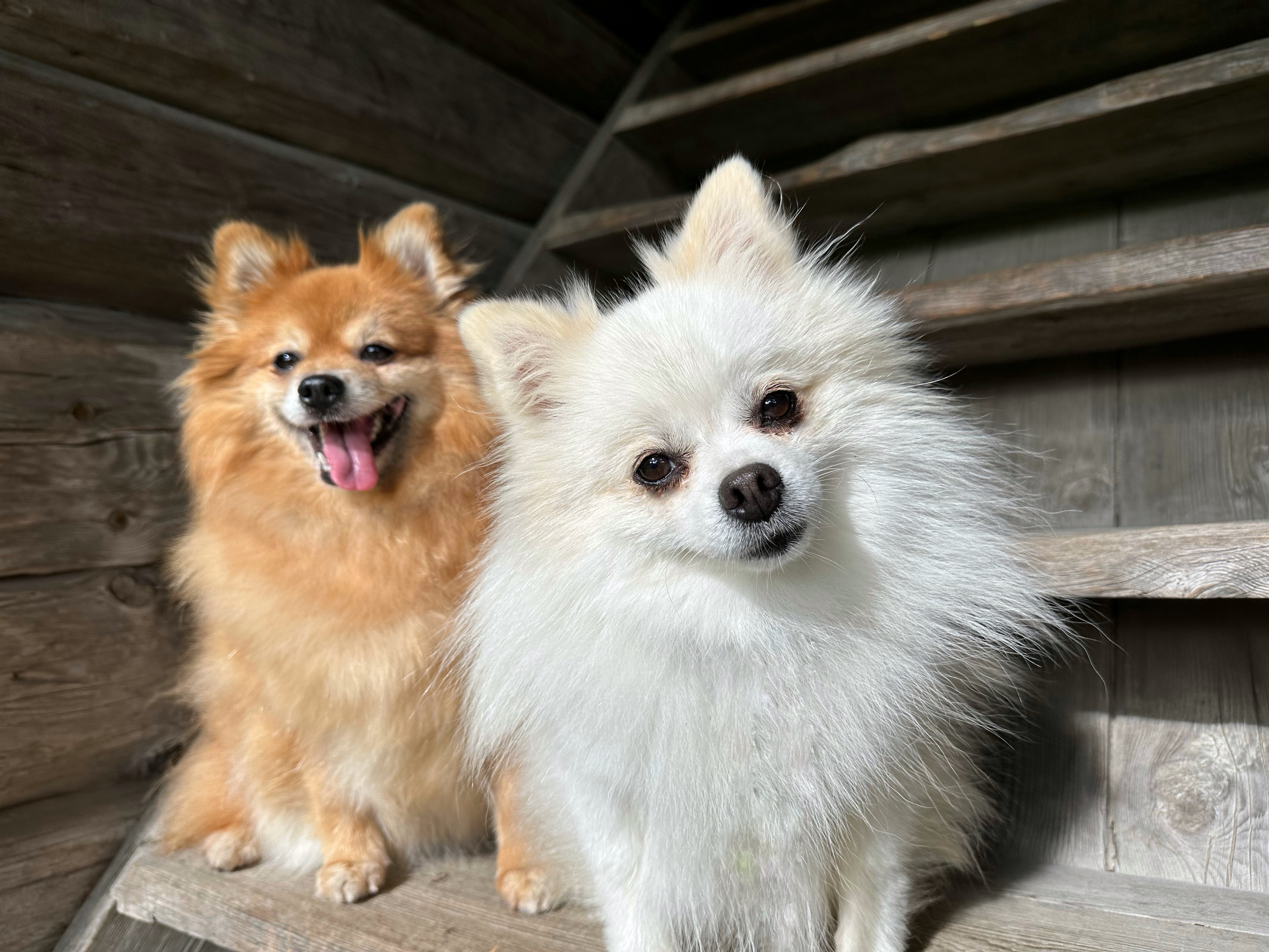 Archi danube dwarf Archi danube dwarf