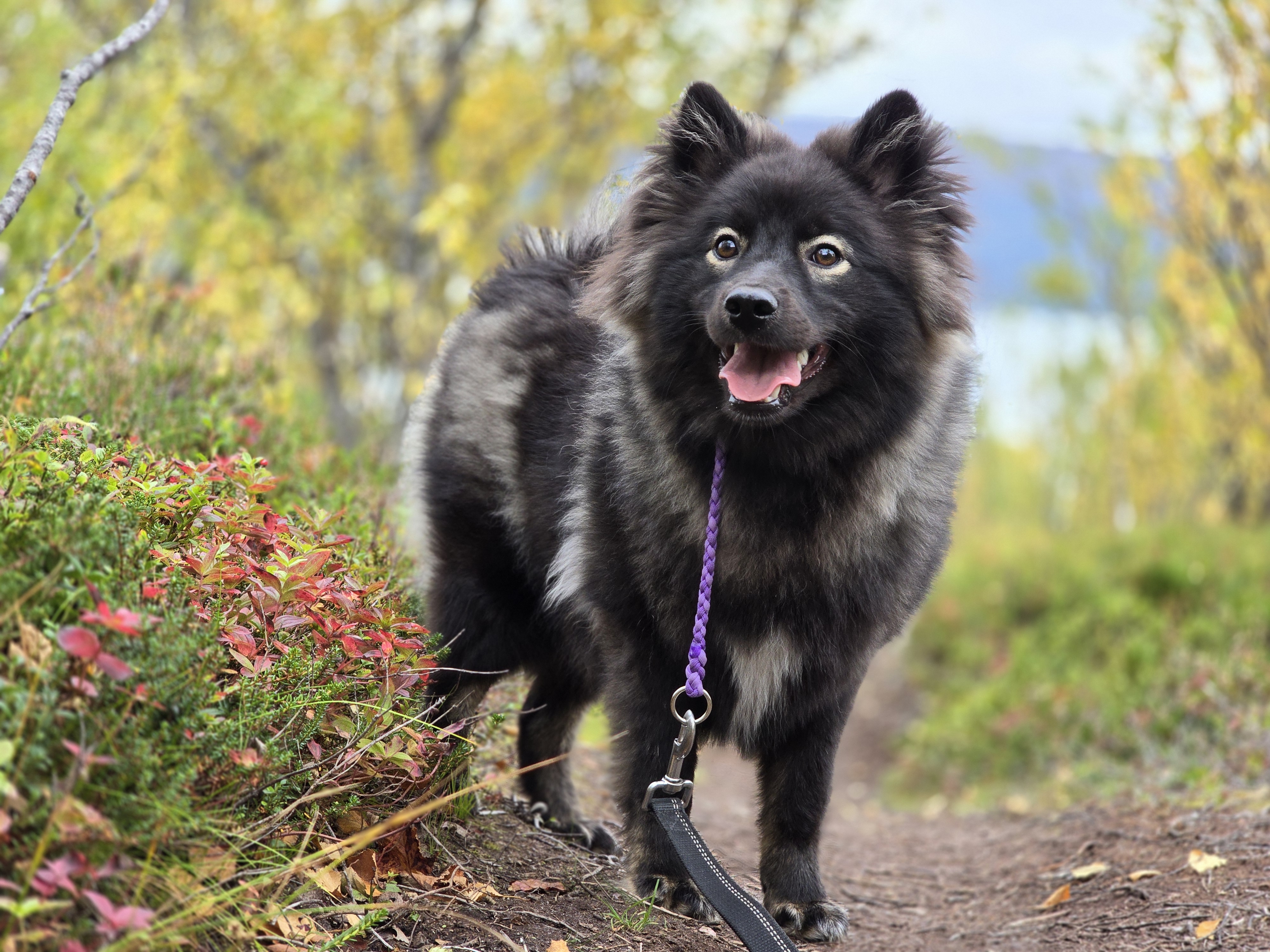 Tjáppa Av Vintervidda Tjáppa Av Vintervidda