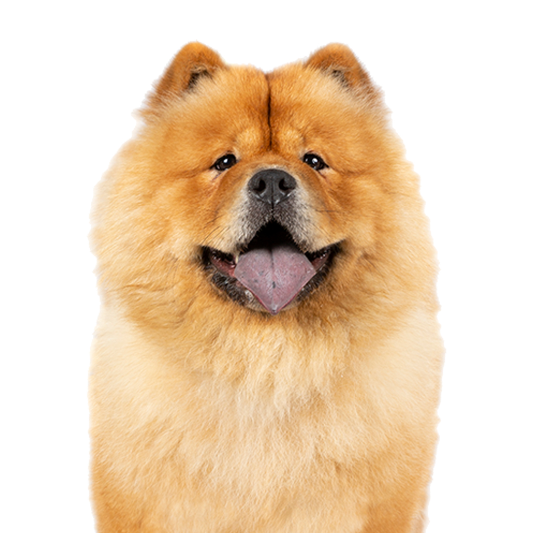 Chow chow Chow chow