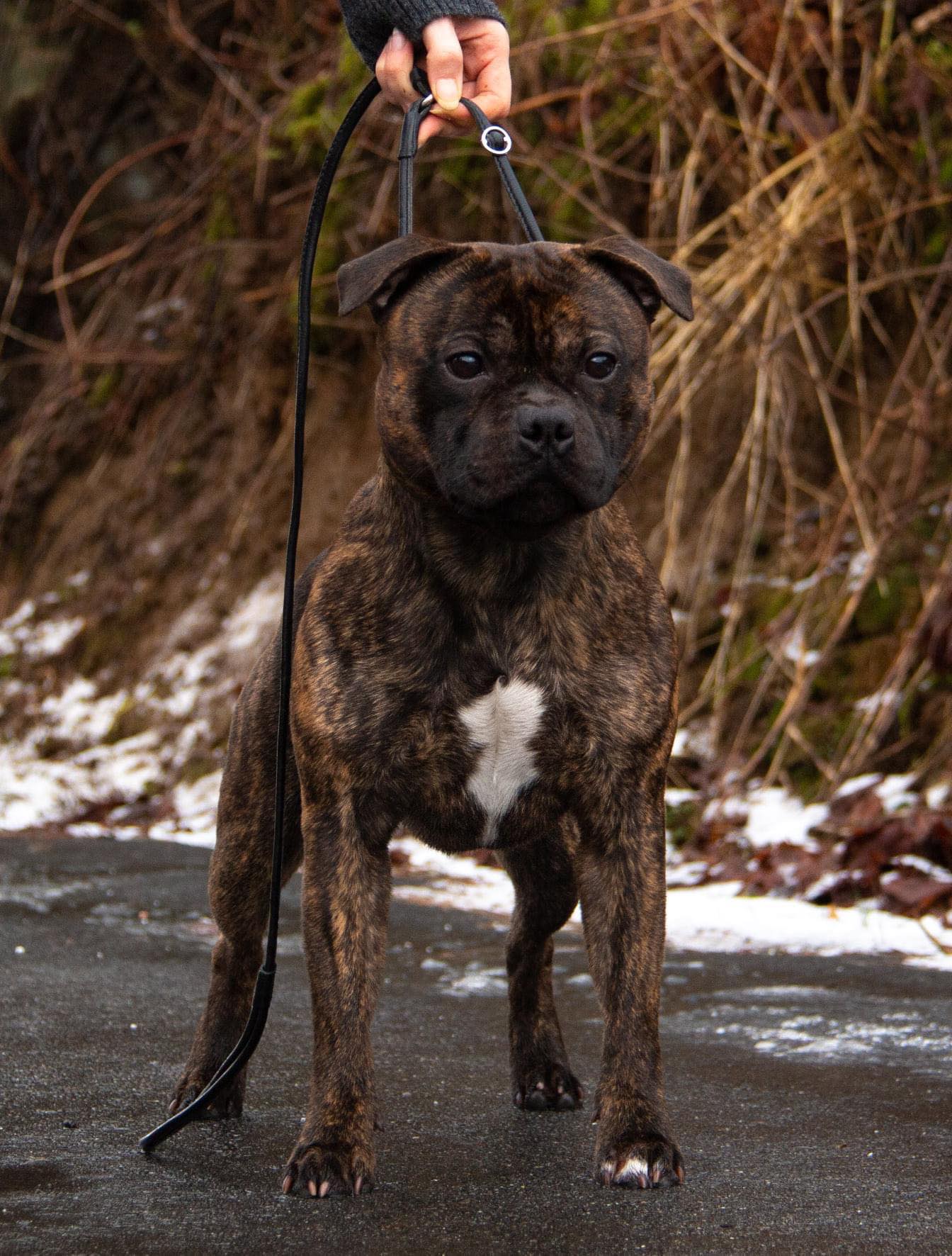 Daintydiamond's Wild Frontier