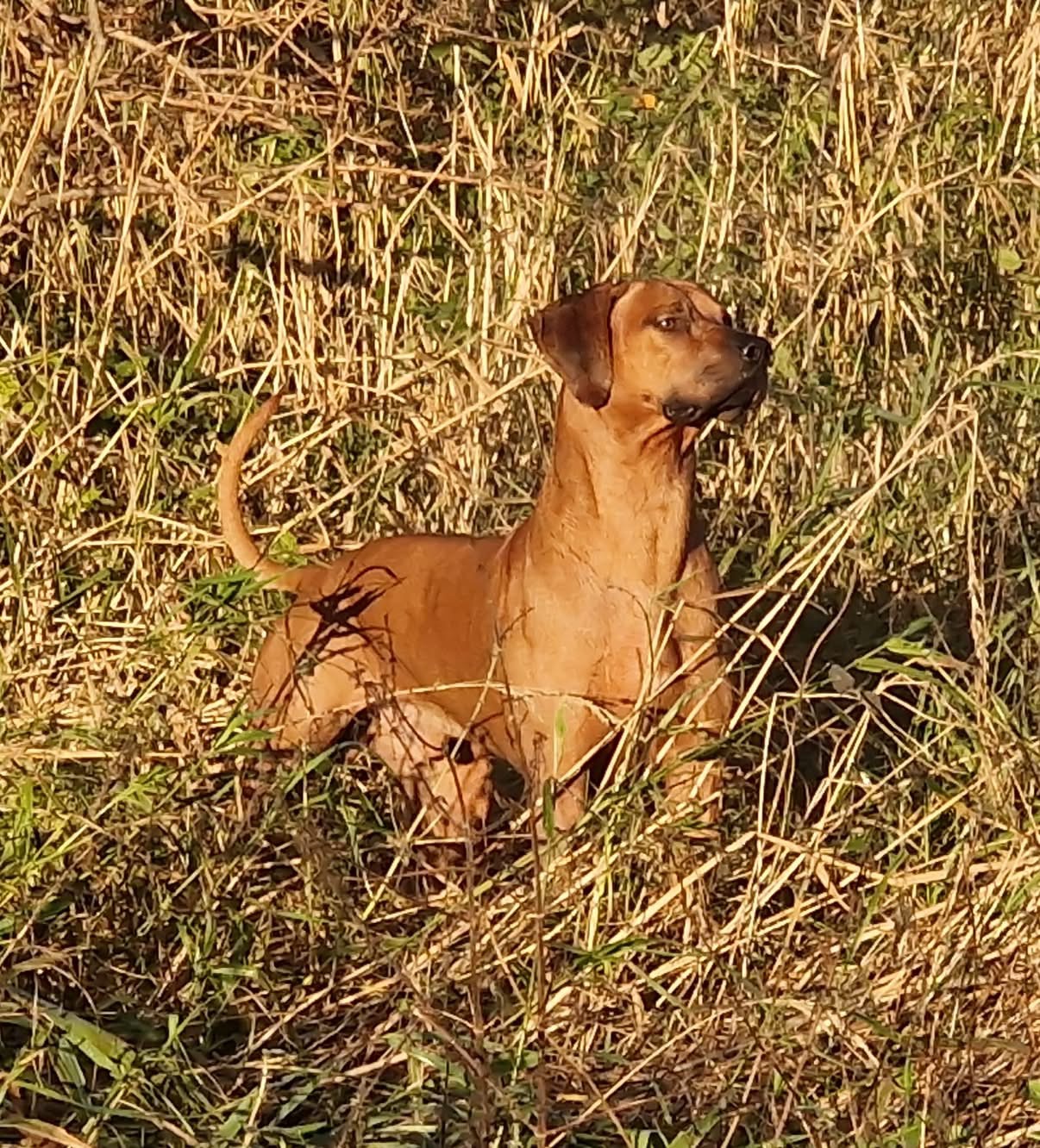 Canes Venatici Cirius Canis Maior Canes Venatici Cirius Canis Maior