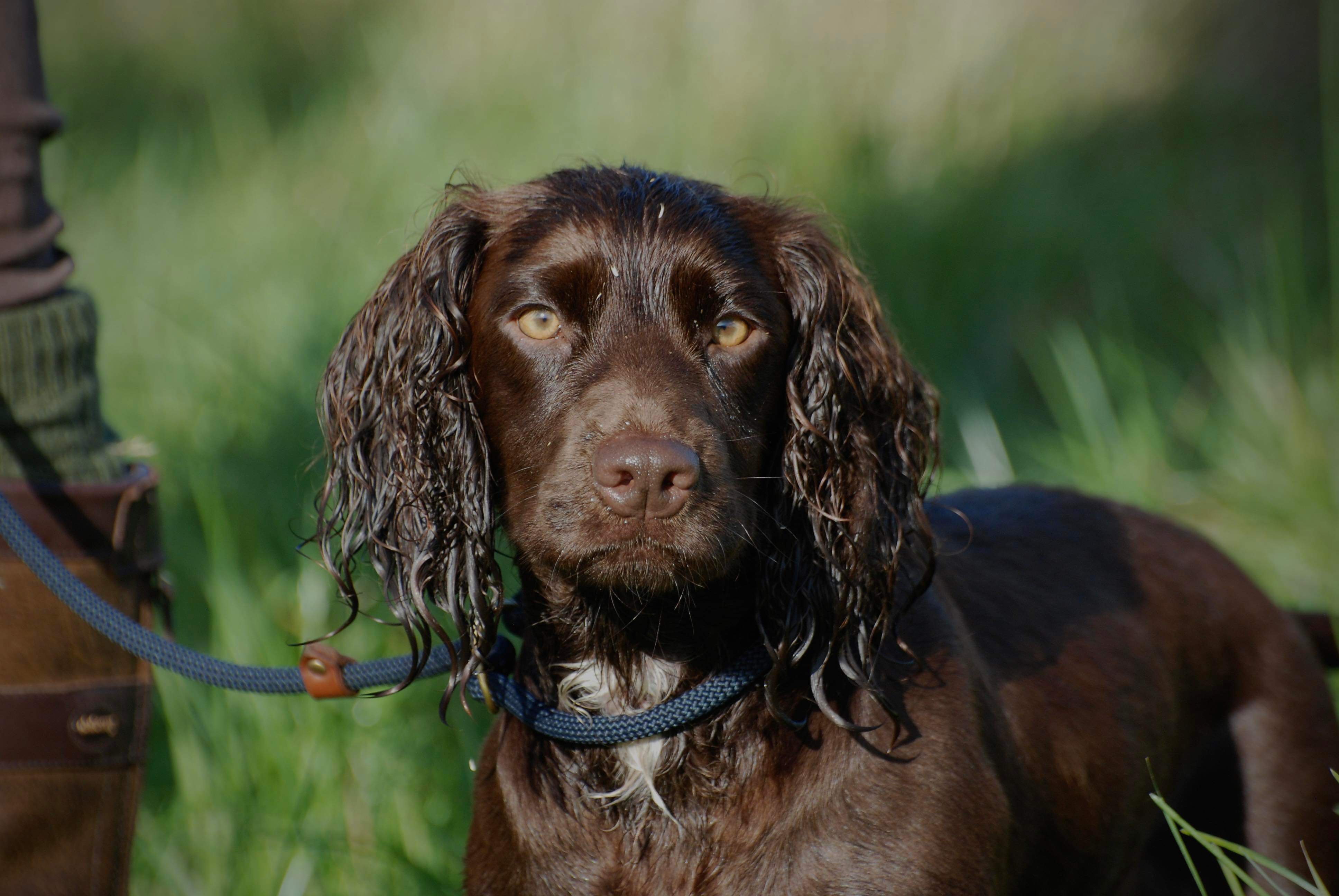 Billie (ChokoMelysLuca) Billie (ChokoMelysLuca)