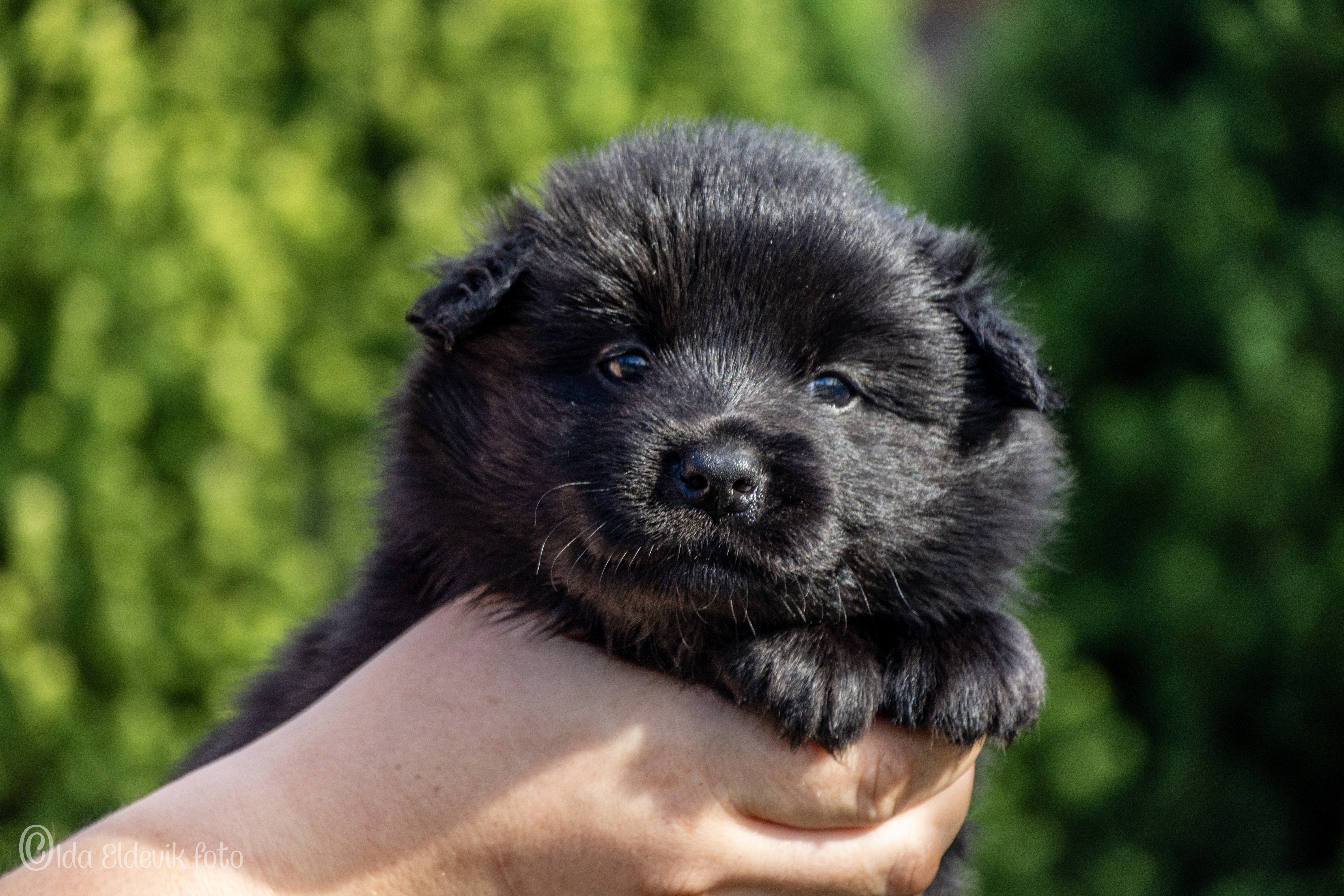 Arbbola's Isvend Arbbola's Isvend