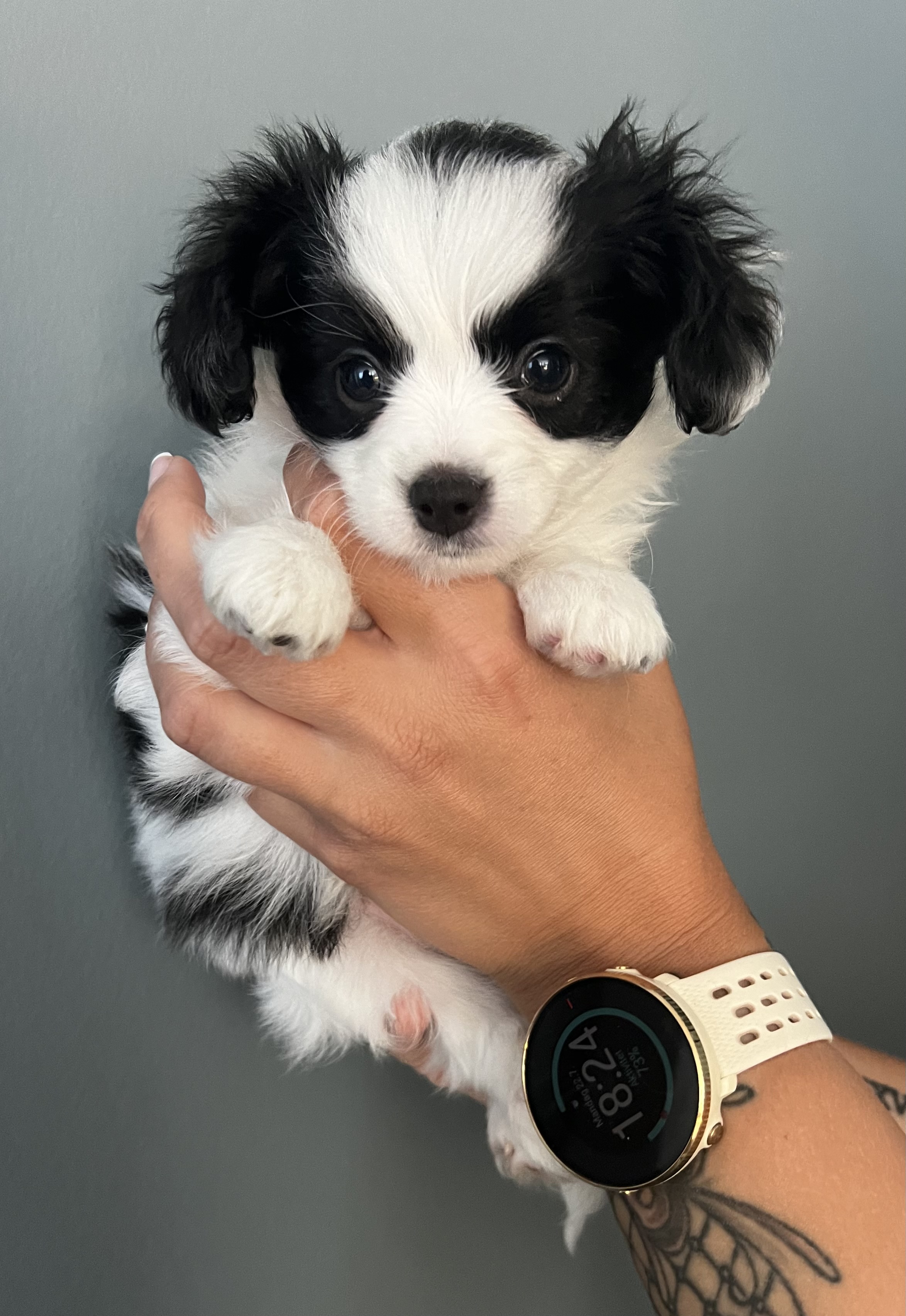 Denny The Day Dreamer