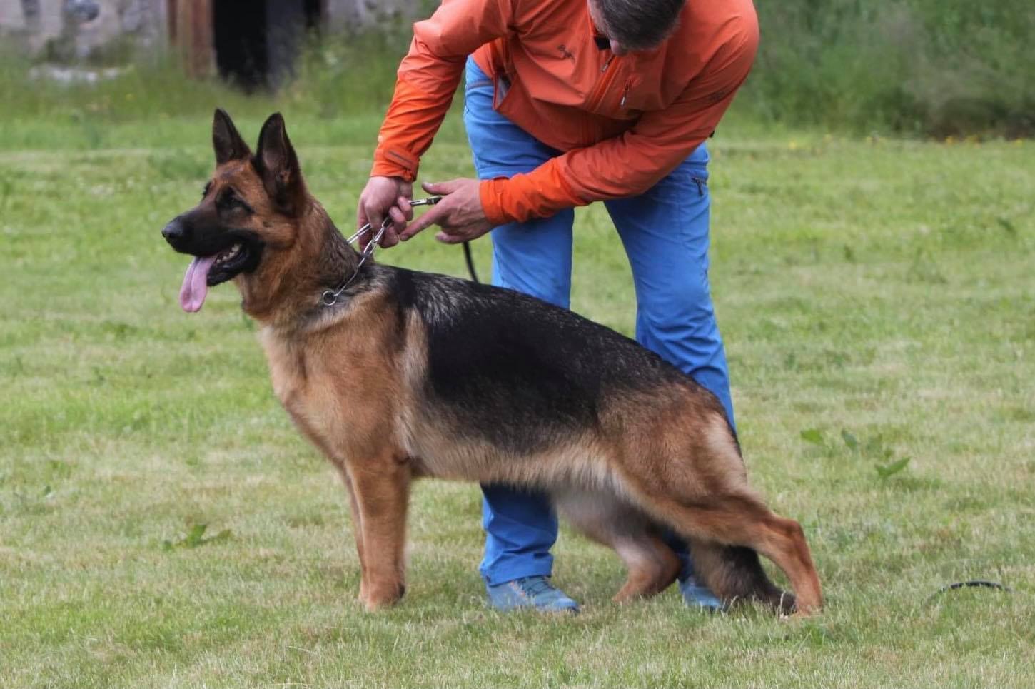 Kelly av Svebø Kelly av Svebø