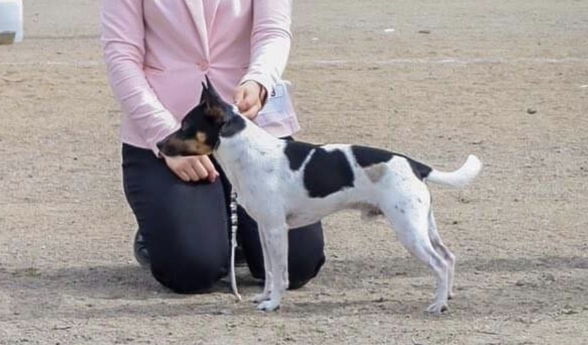 S Fin Ch Nordicpearls Me Myself and I S Fin Ch Nordicpearls Me Myself and I