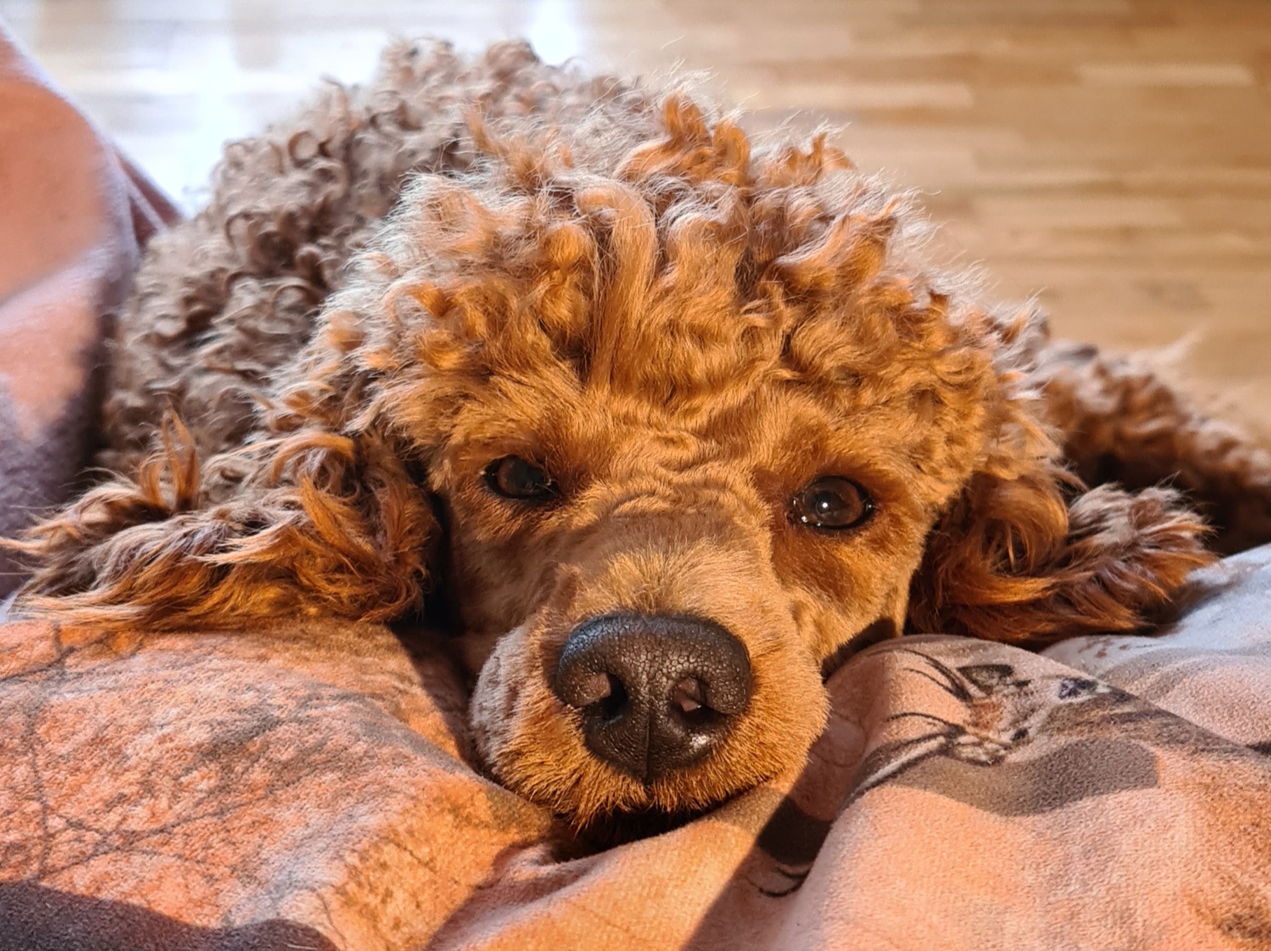 Doffen Secret Dancer Doffen Secret Dancer